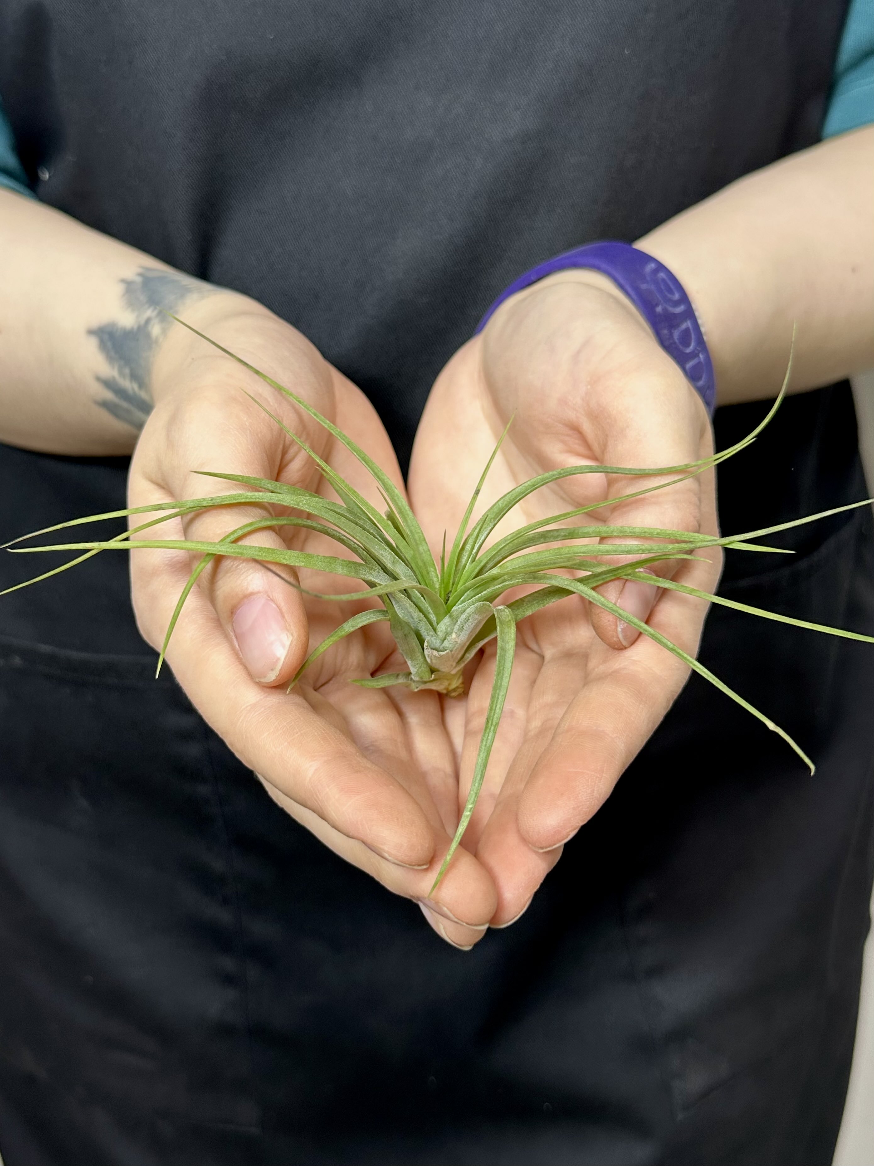 Тилландсия Стрикта Мини (Tillandsia Stricta Mini)