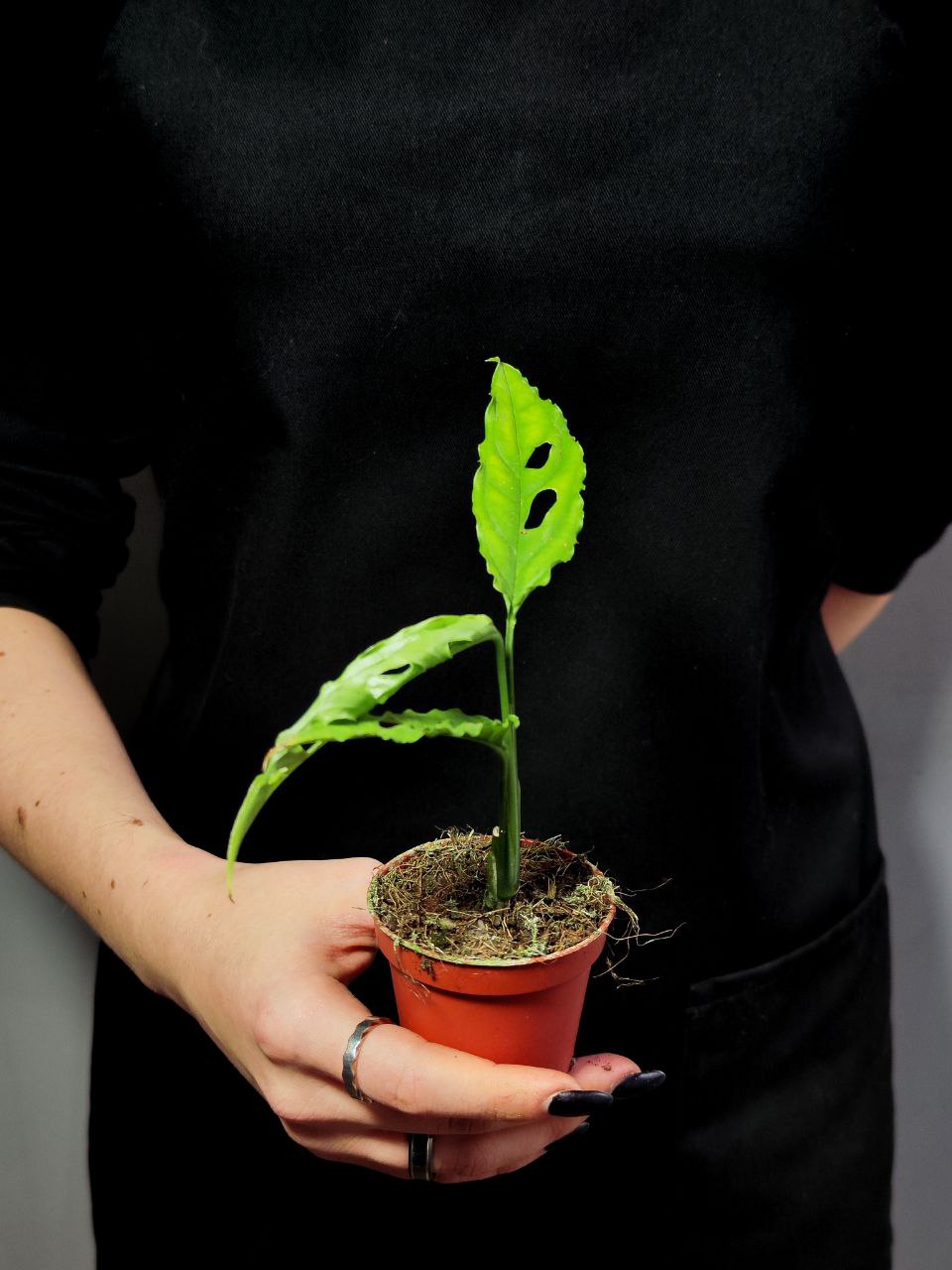 Монстера Обликва Перу (Monstera Obliqua Peru) D6см