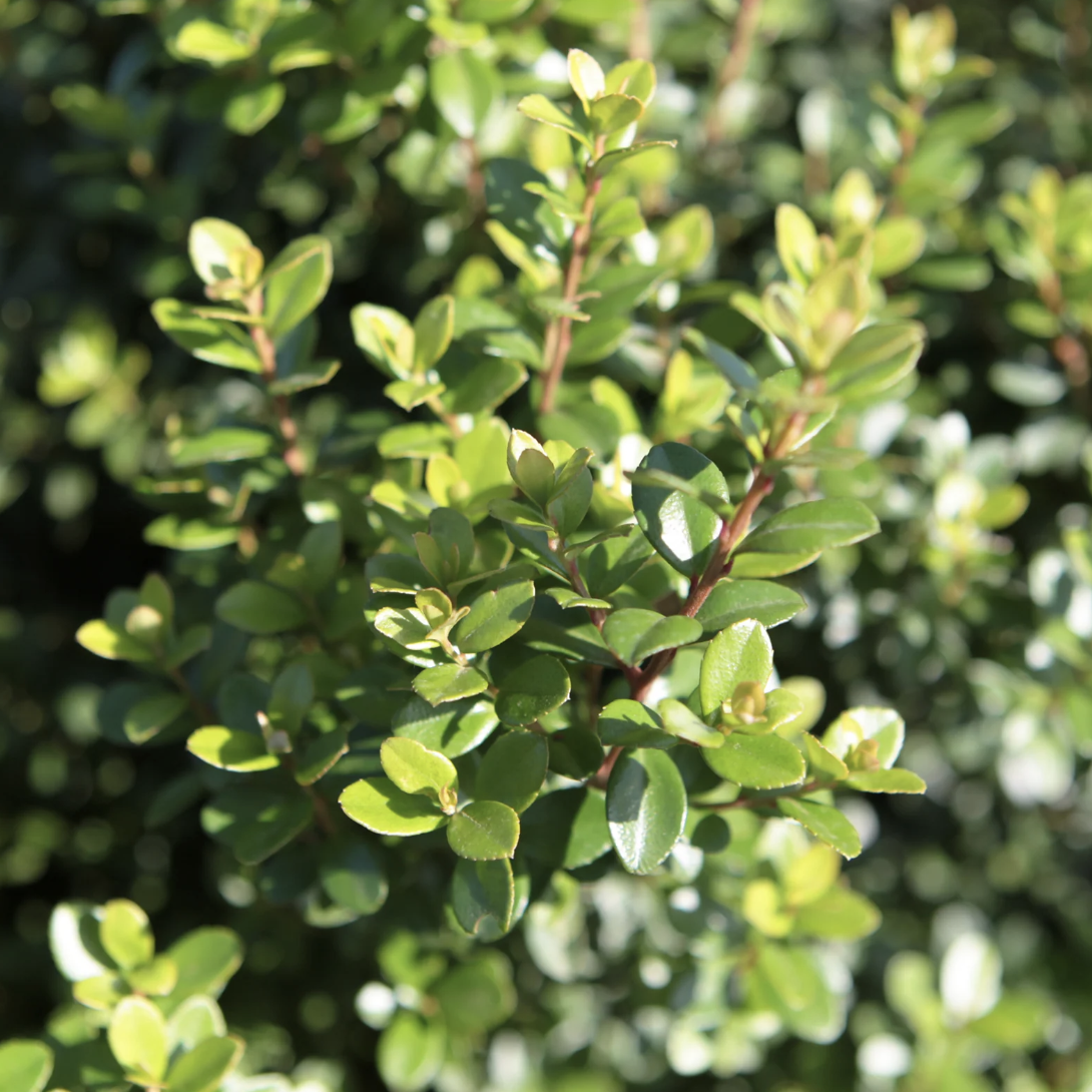 Мирсина Африканская (Myrsine Africana) D14см