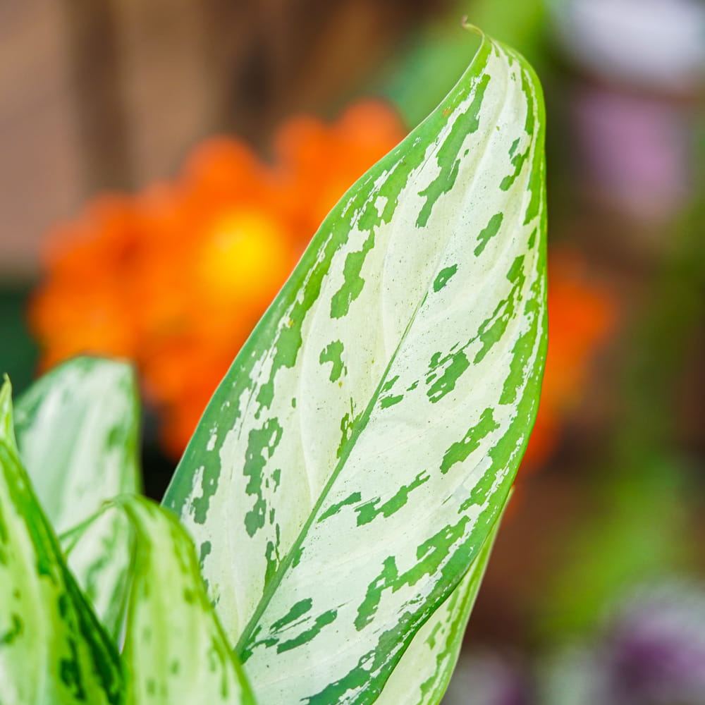 Аглаонема Сильвер Квин (Aglaonema Silver Queen) D12см