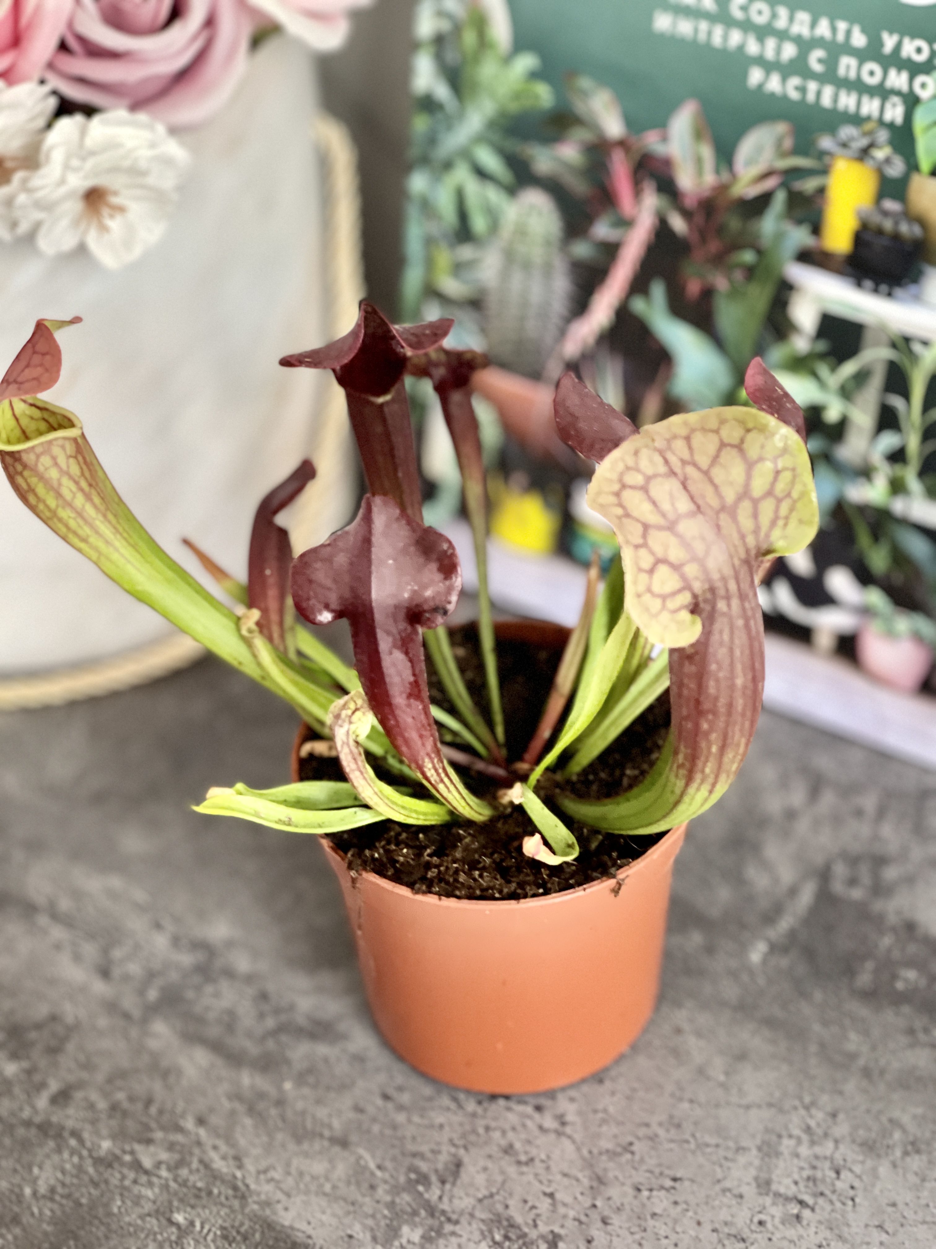 Саррацения Томас (Sarracenia Thomas) D9cм