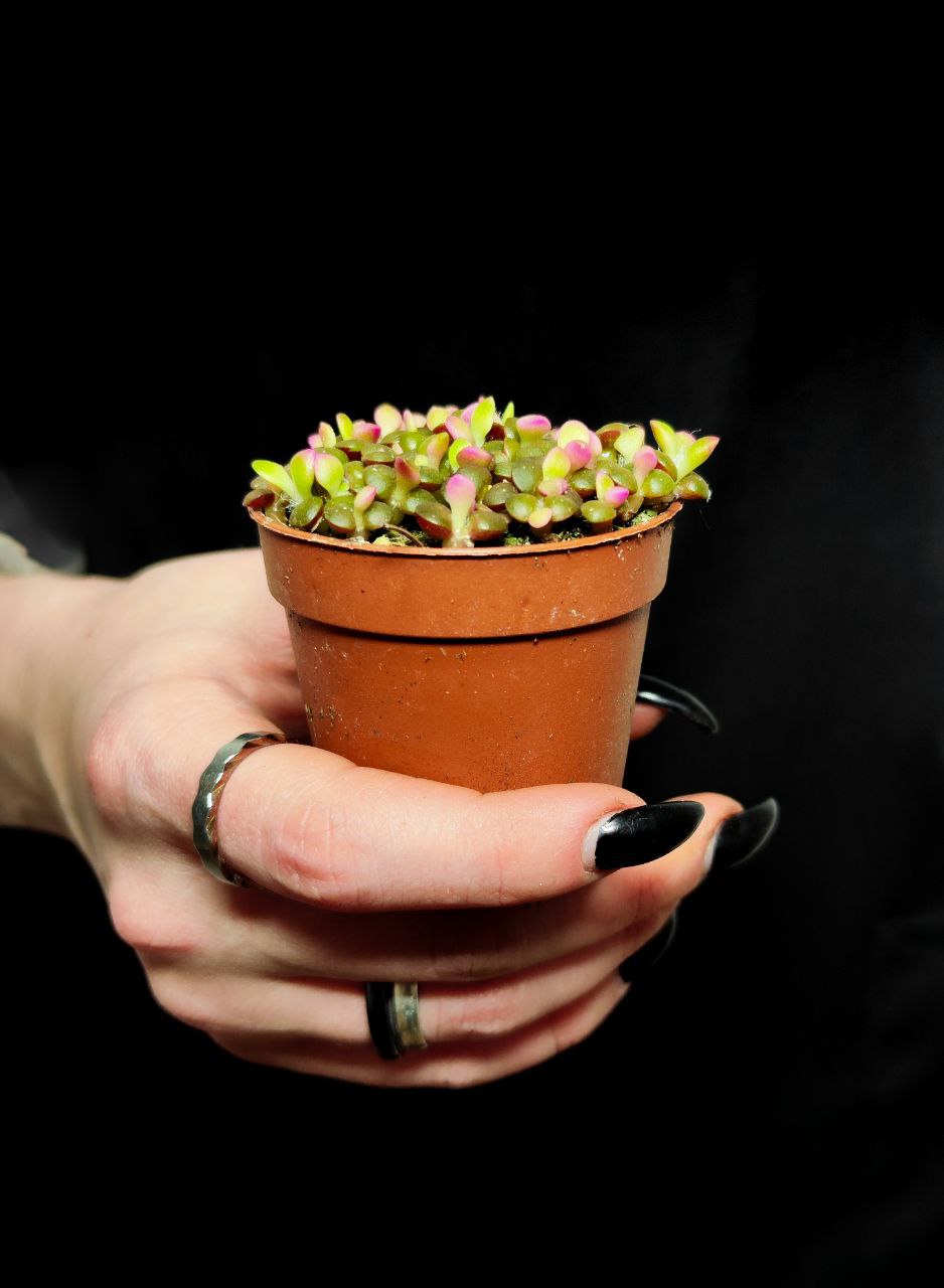 Анакампсерос Руфесценс Санрайз Мини (Anacampseros Rufescens Sunrise Mini) D5см