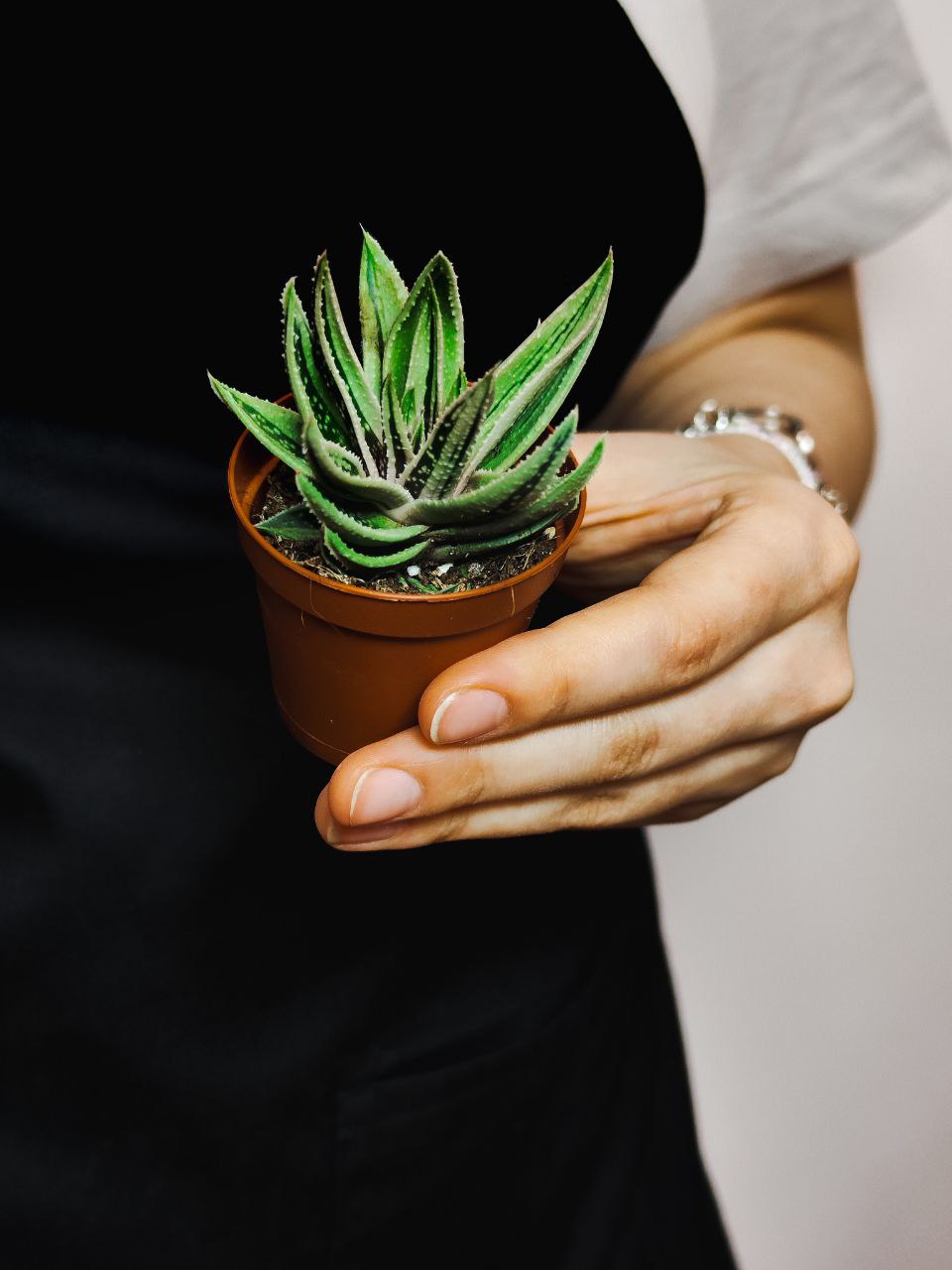 Гастералоэ Вариегата (Gasteraloe Variagata) D5см
