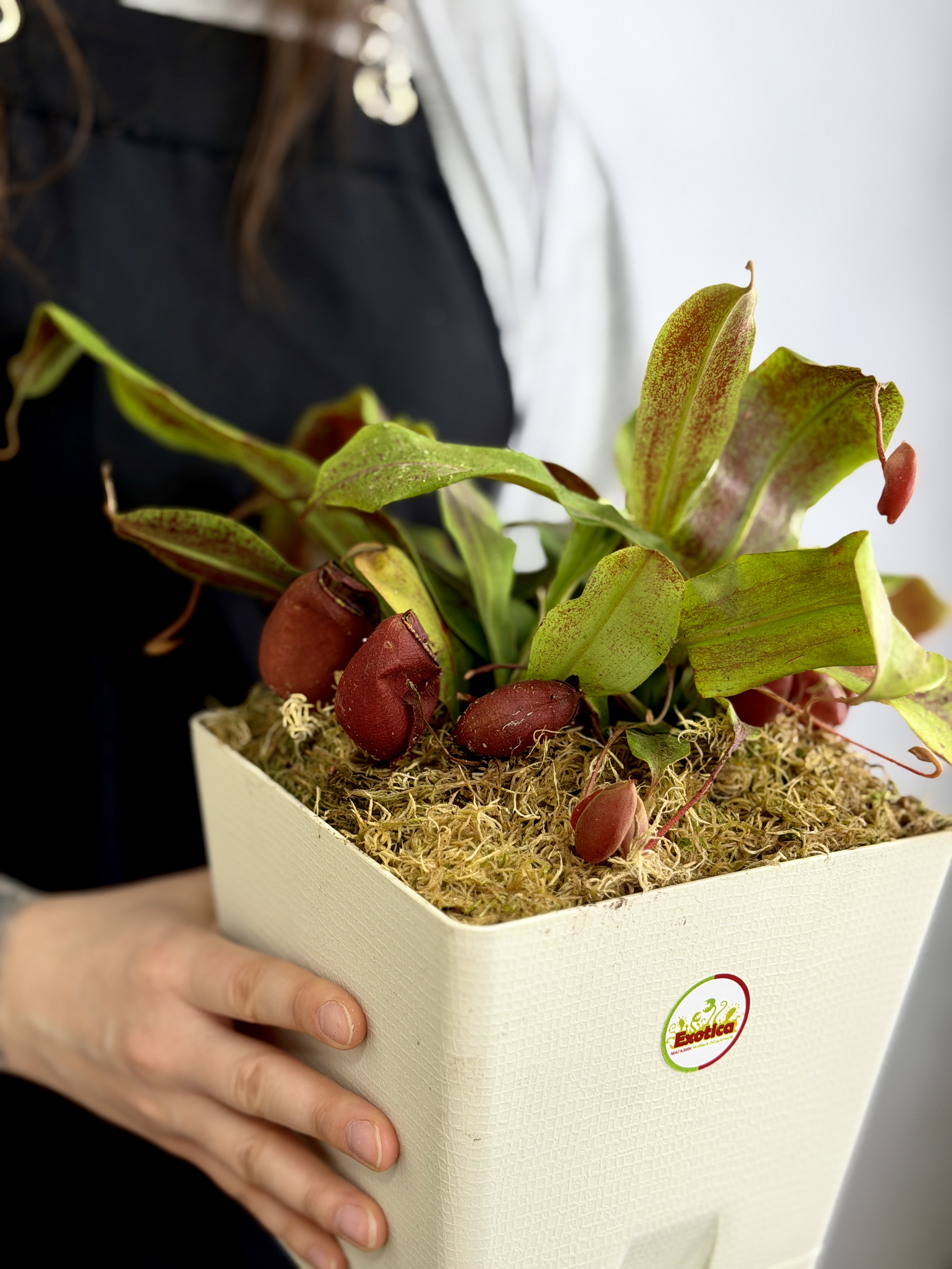 Непентес Ампулярия Красная (Nepenthes Ampullaria Red), пересаженный D17см