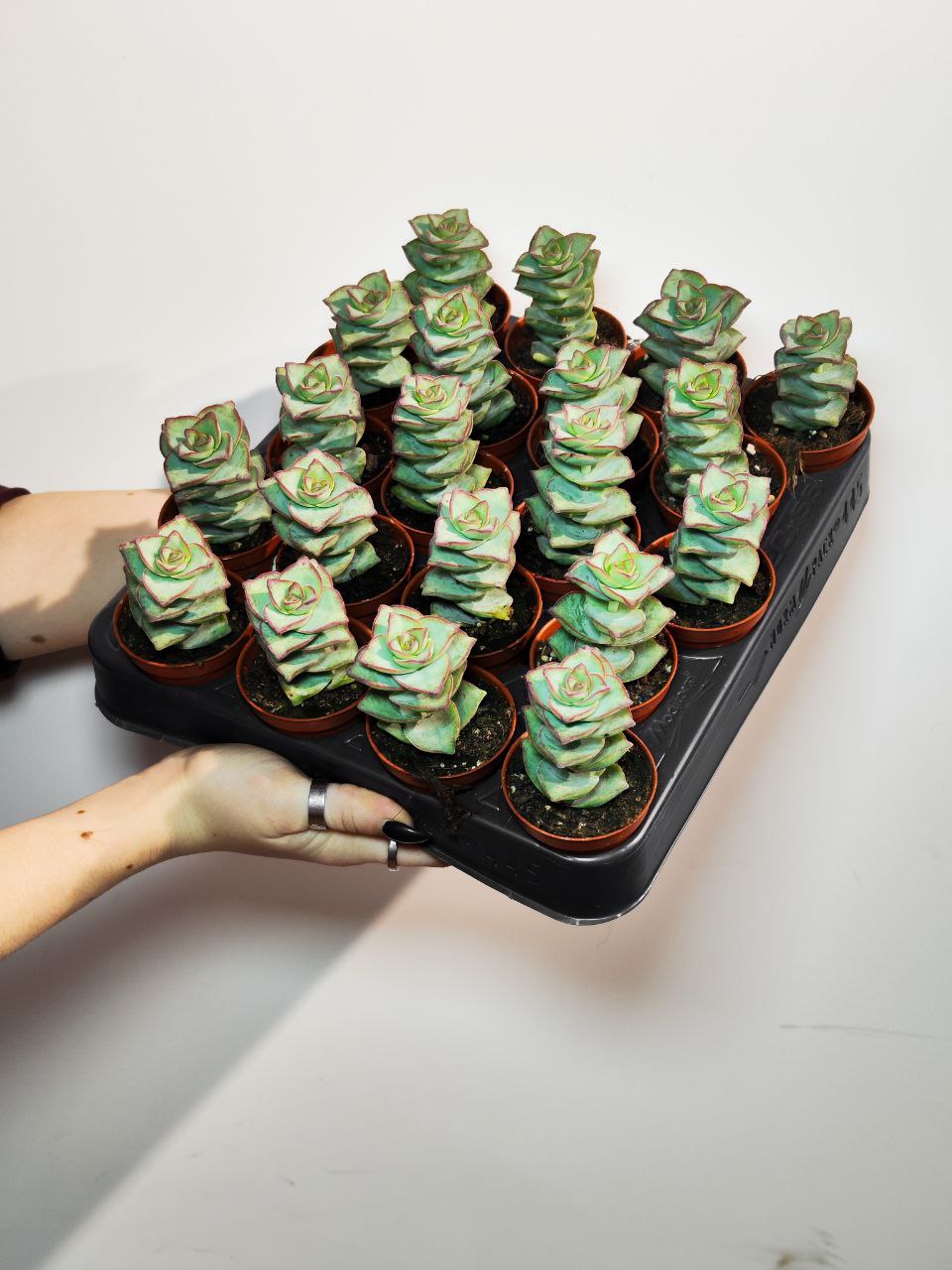 Крассула Перфората Мэджик Одиночный (Crassula Perforata Magic) D5см