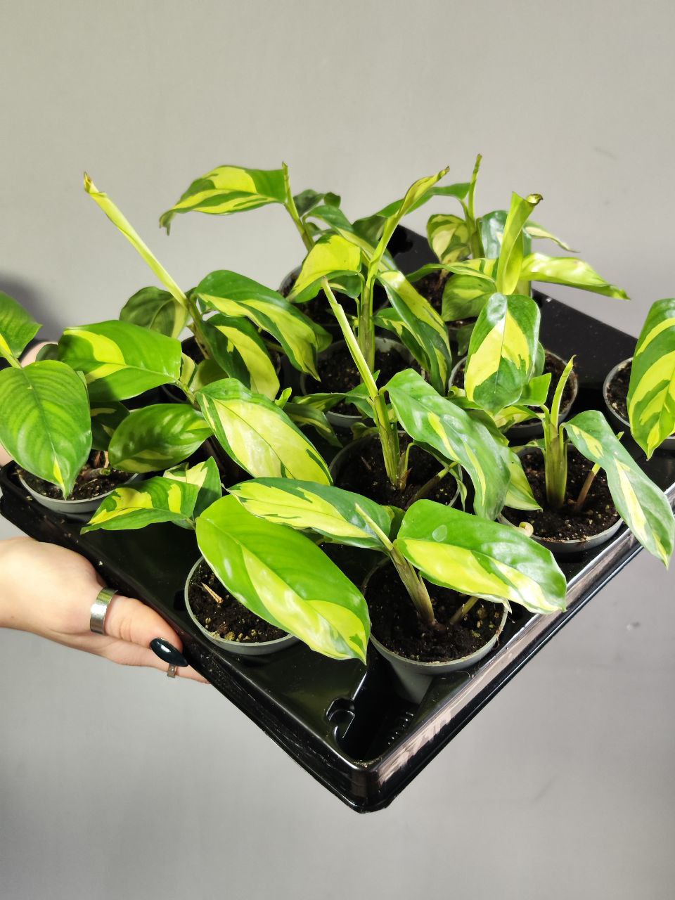 Ктенанта Пилоза Голден Мозаик (Ctenanthe Pilosa Golden Mosaic) D6см
