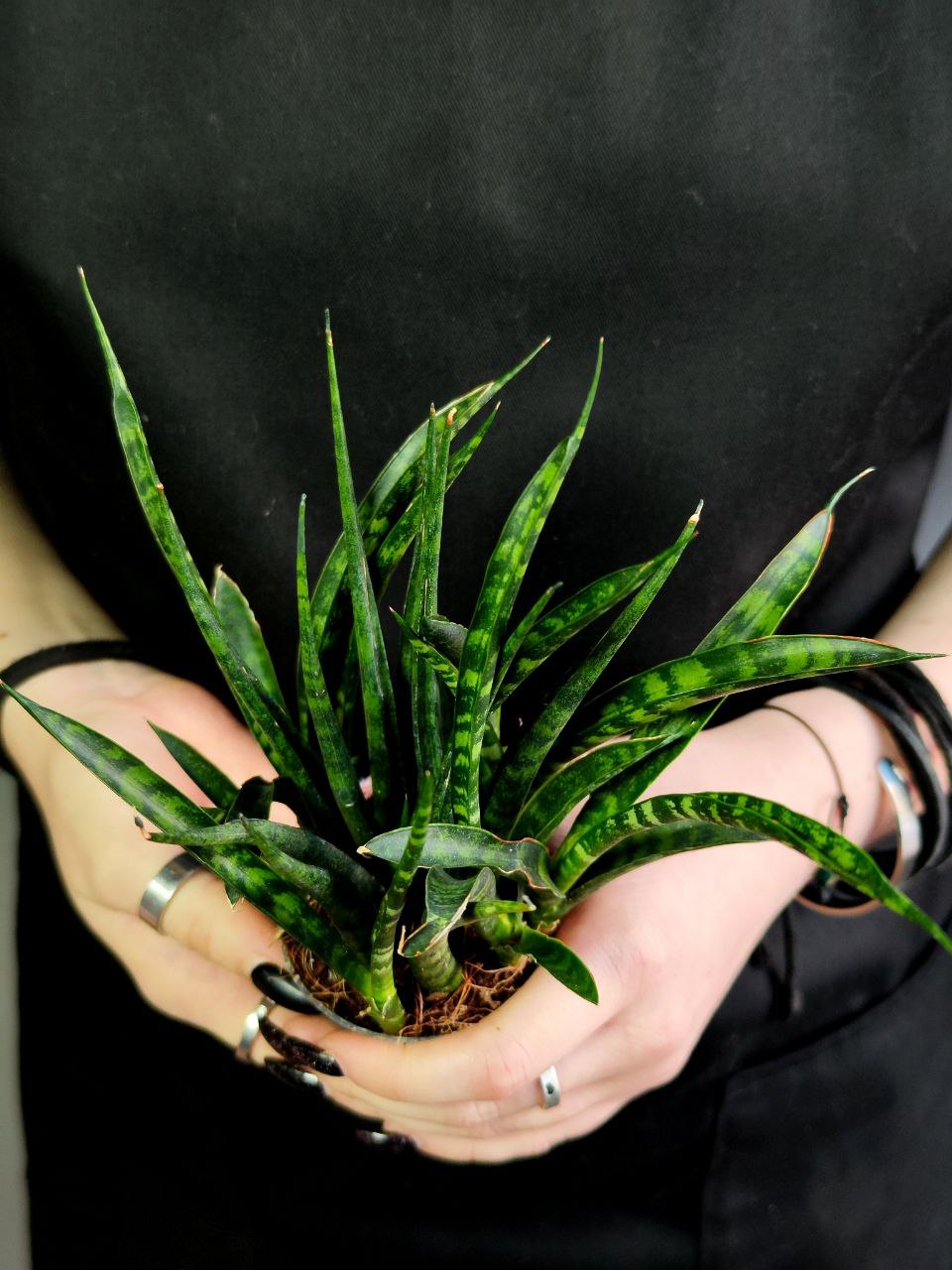 Сансевиерия Фернвуд Микадо (Sansevieria Fernwood Mikado) D6см