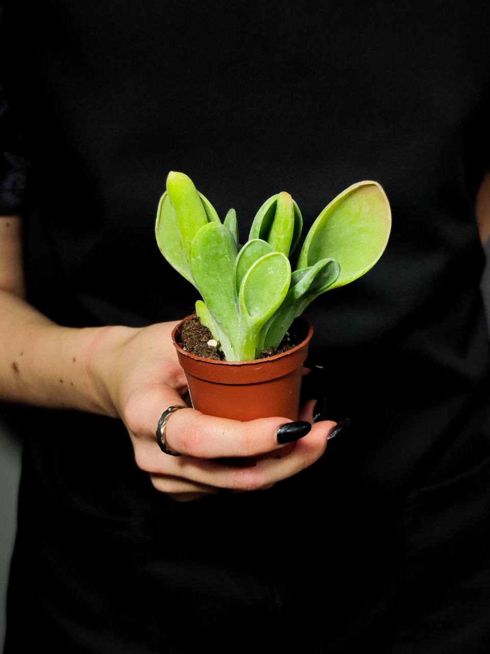 Каланхоэ Орикула Грин (Kalanchoe Oricula Green) D5см