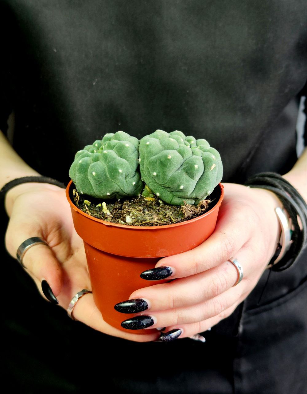 Кактус Матукана Мадисониорум (Matucana Madisoniorum) D8,5см
