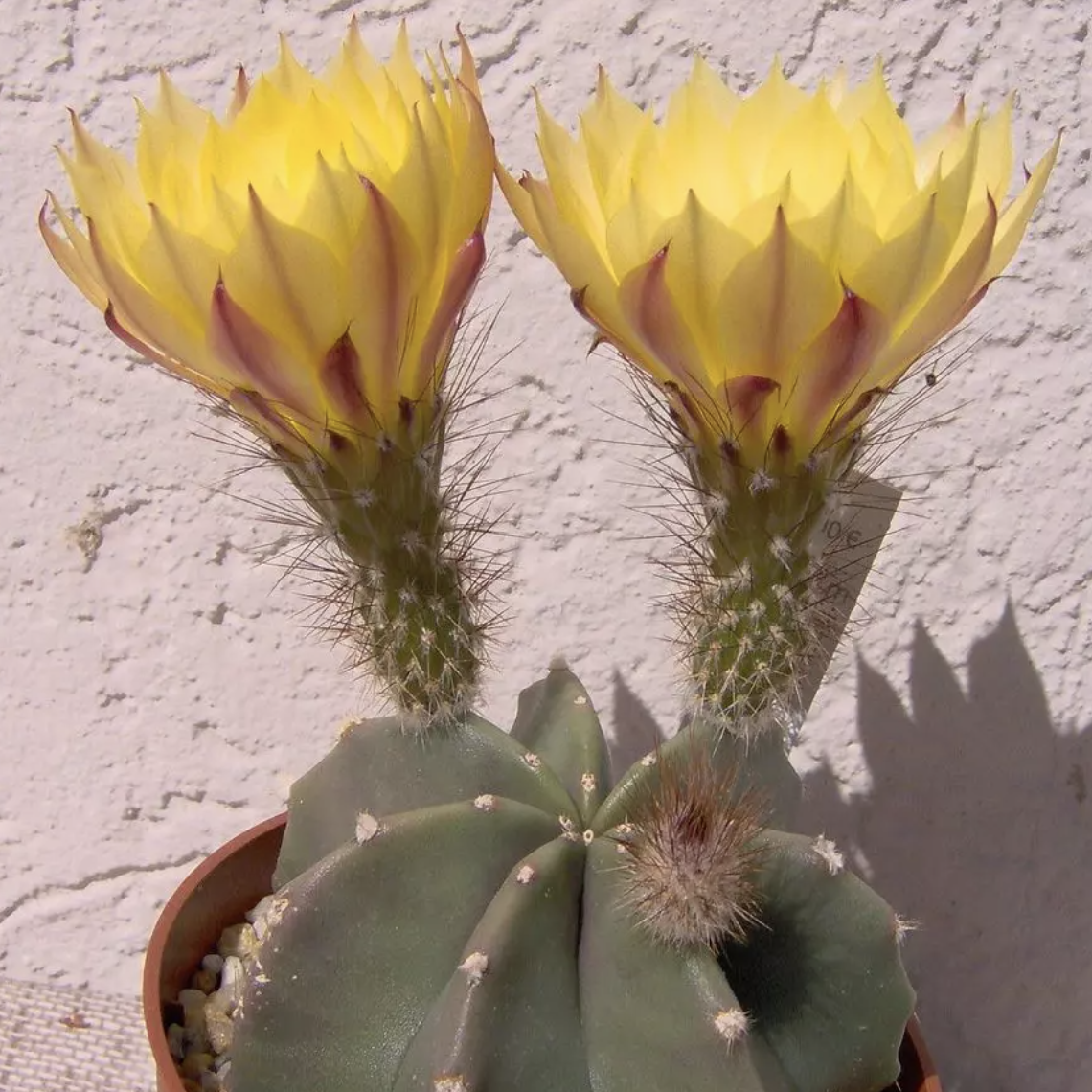 Эхиноцереус Субинермис, или Безколючковый (Echinocereus Subinermis) D6см