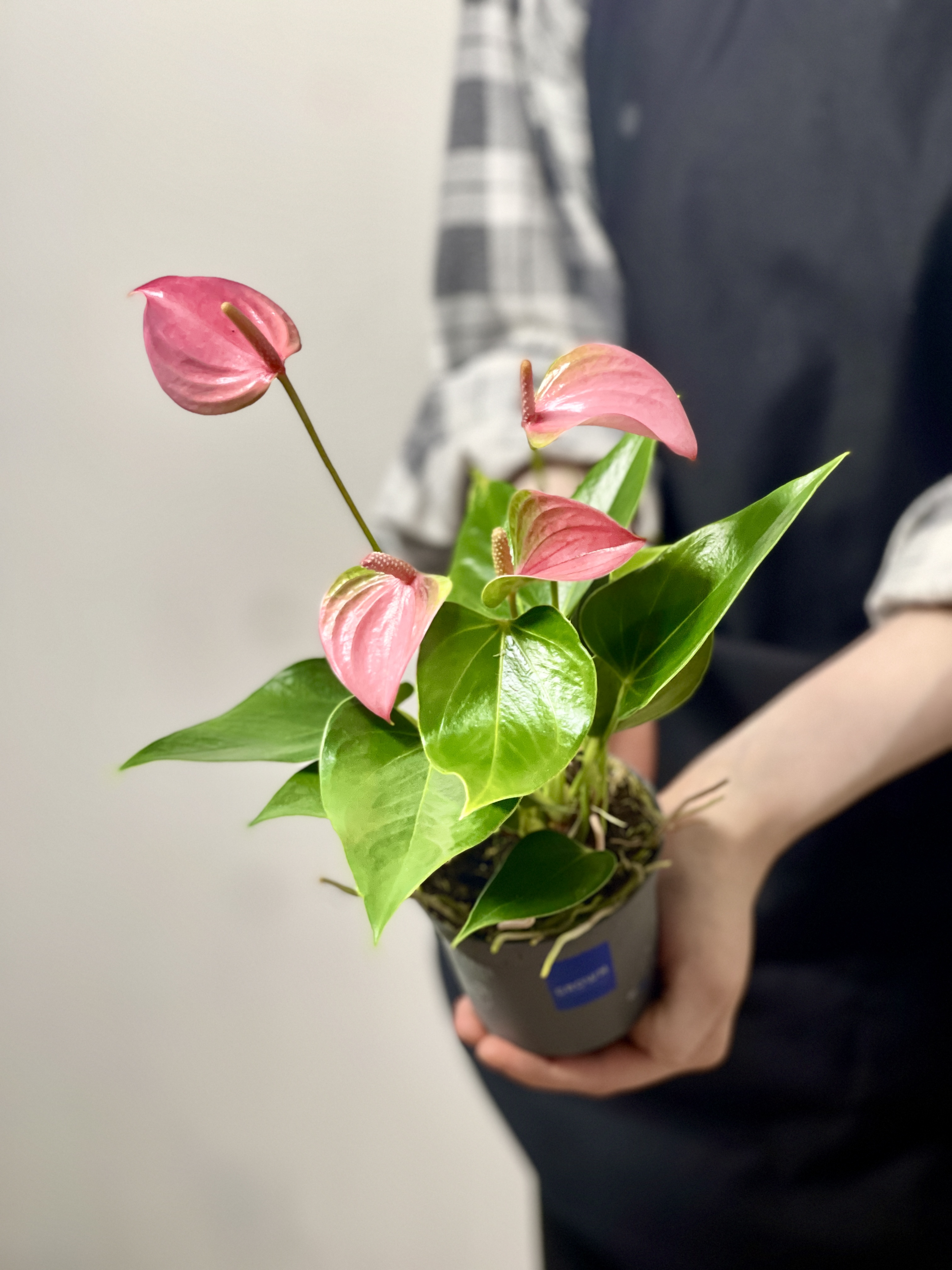Антуриум Андреанум Карма Джоли (Anthurium Andreanum Karma Joli) D9см