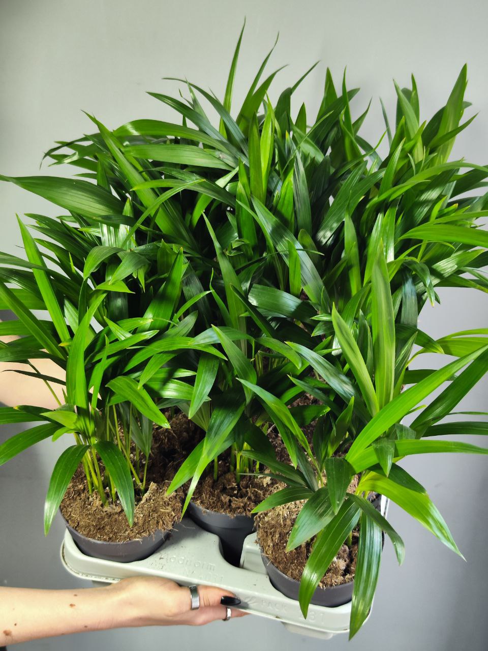 Пальма Дипсис Желтоватый (Dypsis Lutescens) D11см