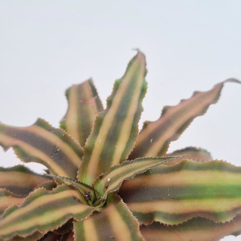 Криптантус Шоколадный (Cryptanthus Bivittatus Chocolate Soldier) D5см