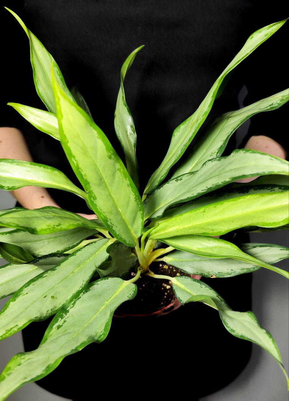 Аглаонема Вайт Ленс (Aglaonema White Lance) D12см