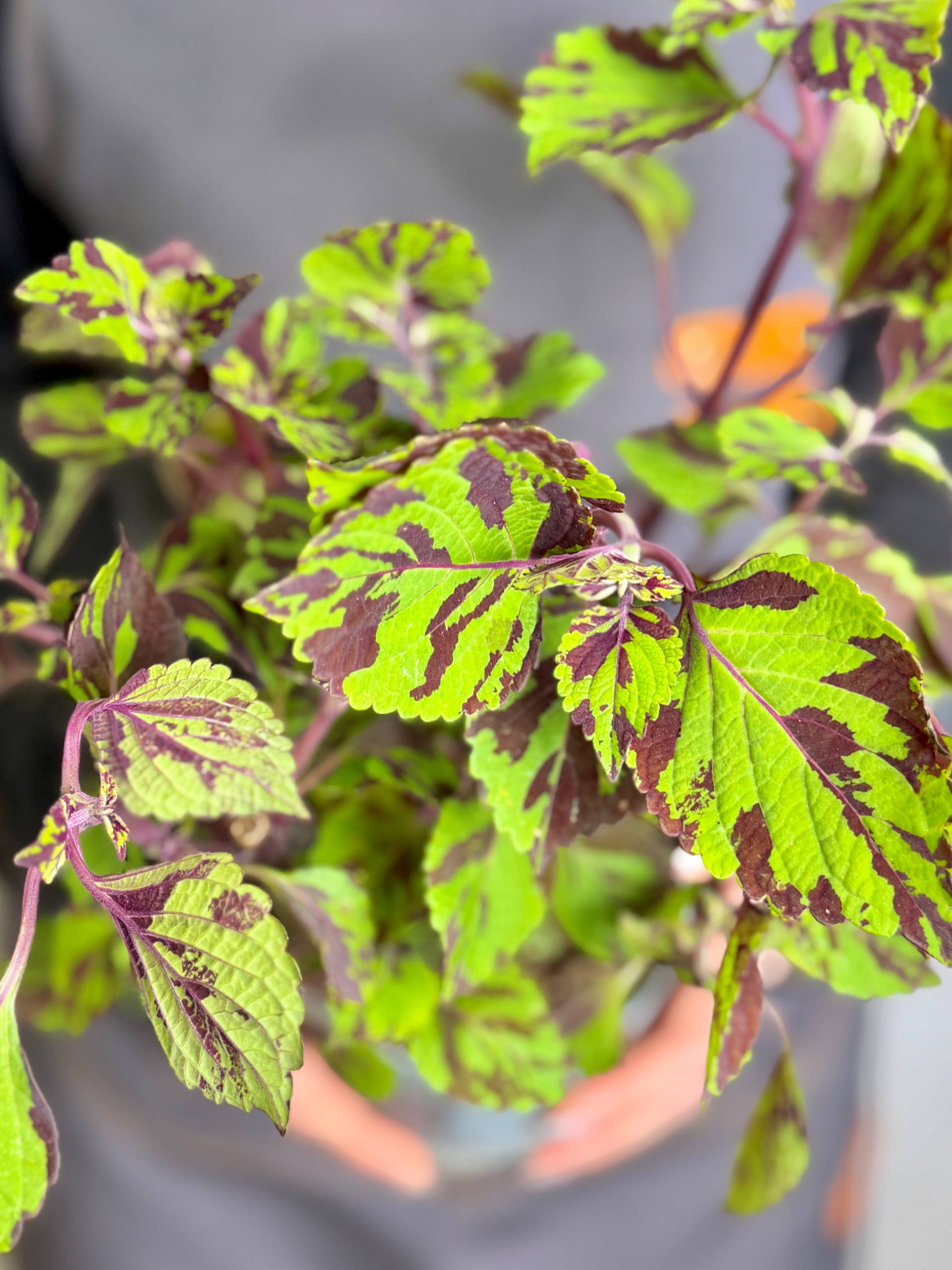 Колеус Грин Лолайт (Coleus Green Lolite) D11см