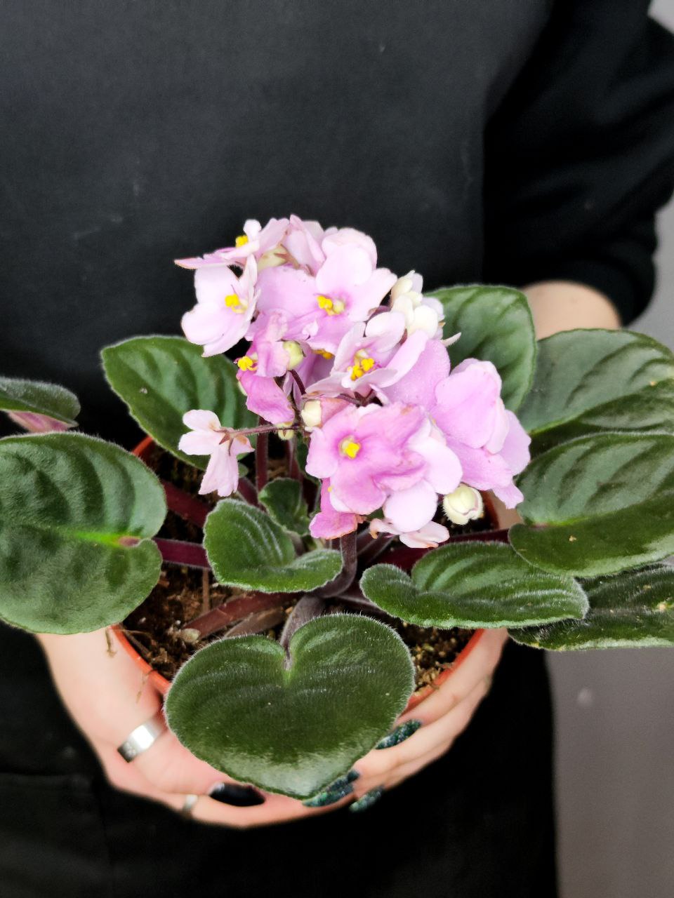 Сенполия Нежно-Розовая, или Фиалка (Saintpaulia Pink) D10см
