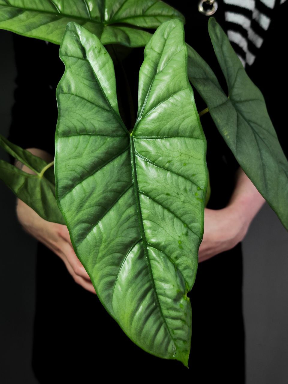 Алоказия Гетерофилла Коразон (Alocasia Heterophylla Corazon) D12см