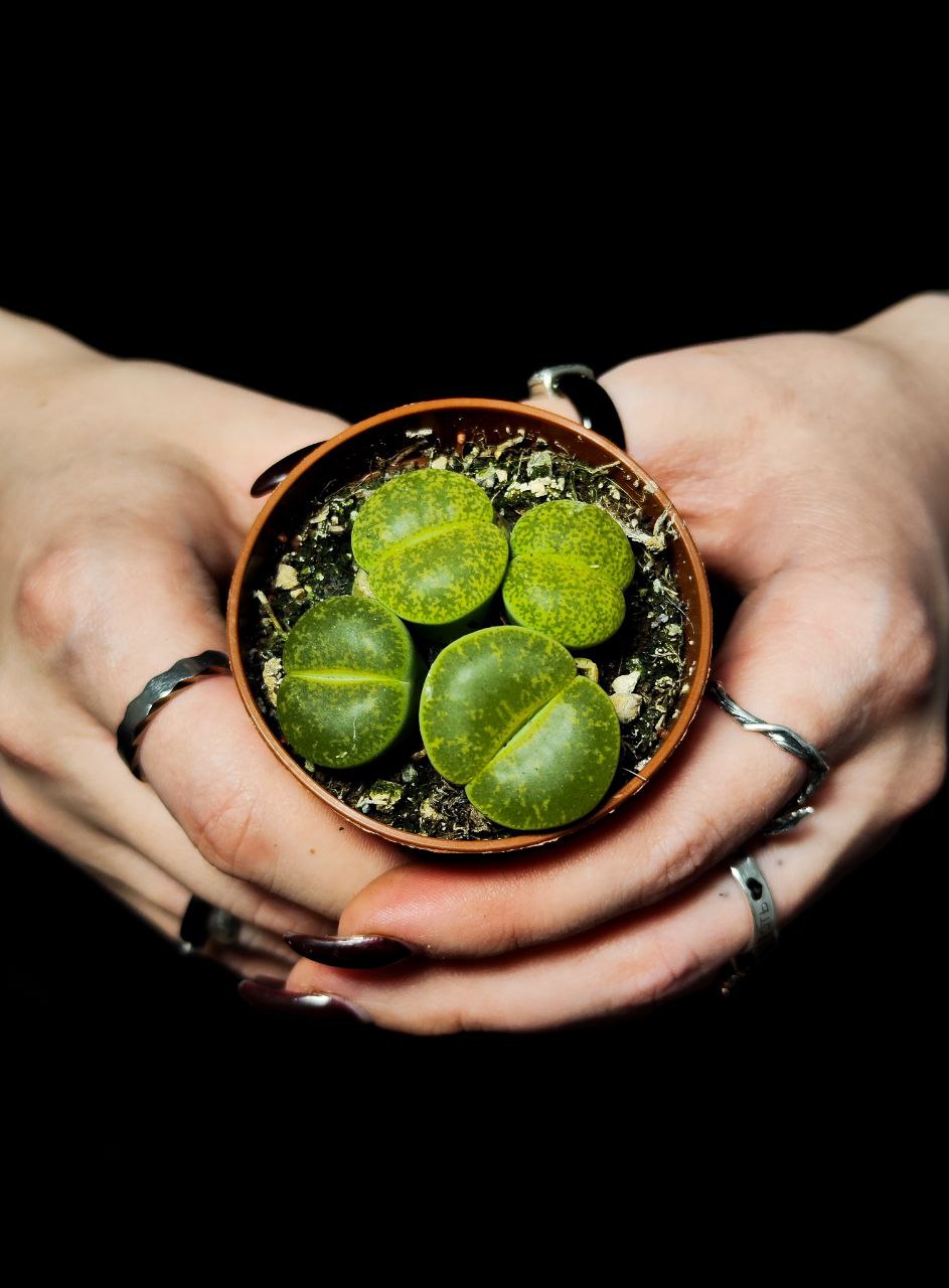 Литопсы Грин (Lithops Green Group) D5см