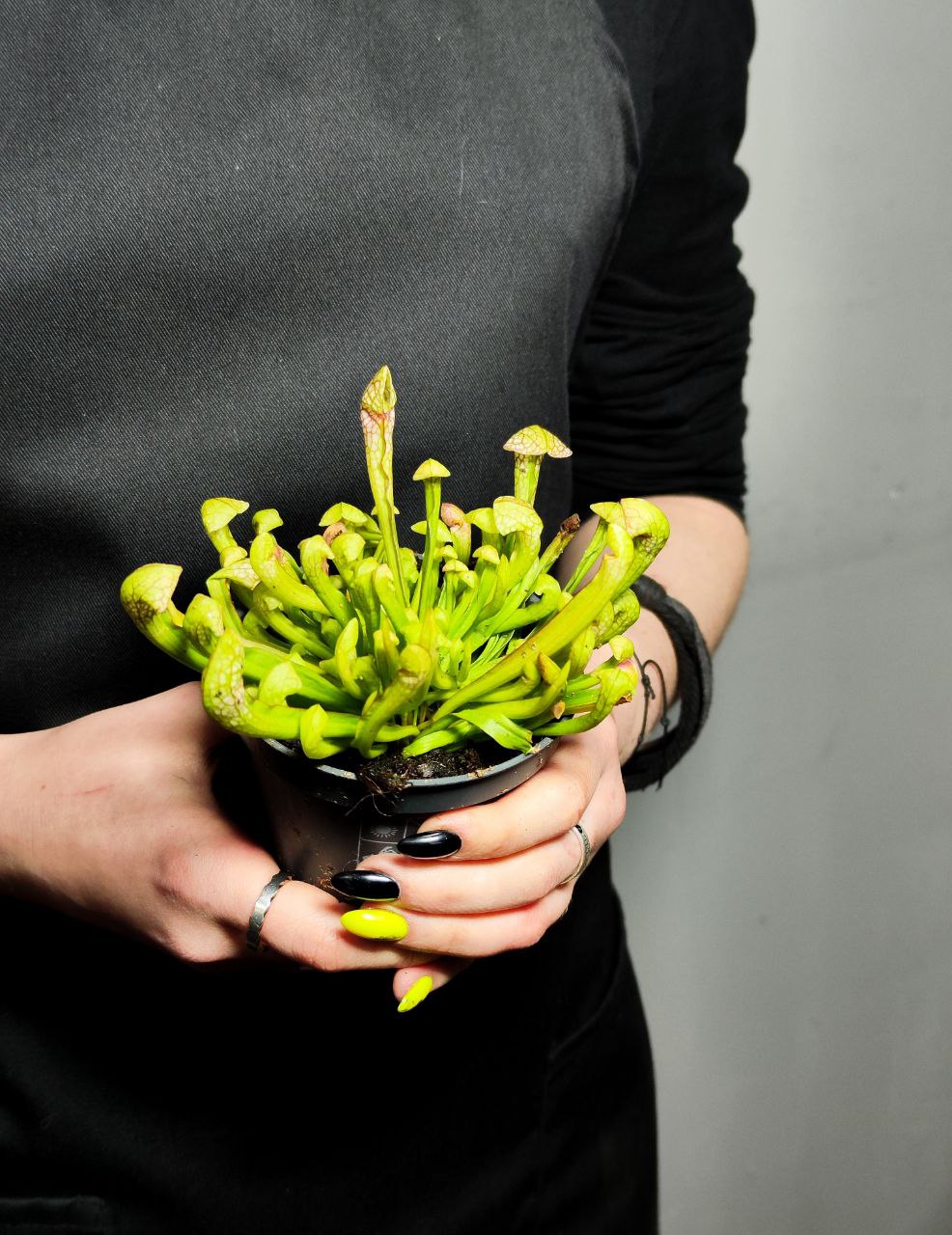 Саррацения Риглиана (Sarracenia Wrigleyana) D9см