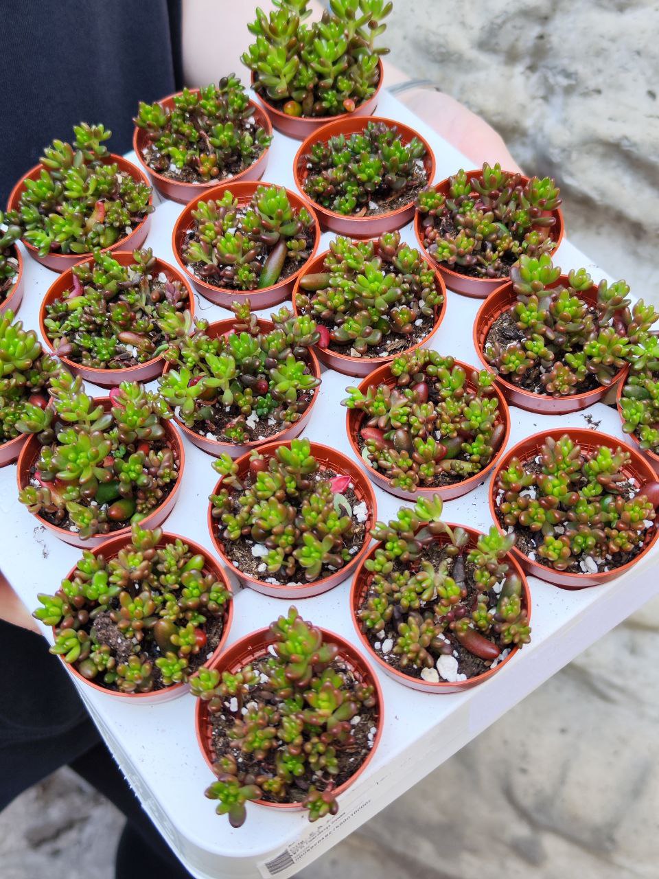 Седум Рубротинктум Мини (Sedum Rubrotinctum Mini) D5см