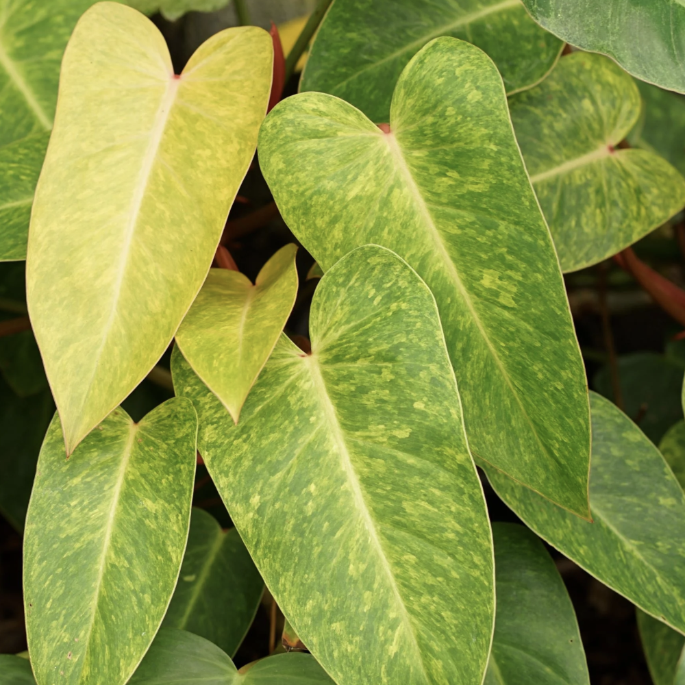 Филодендрон Расписная Леди (Philodendron Painted Lady) D6см