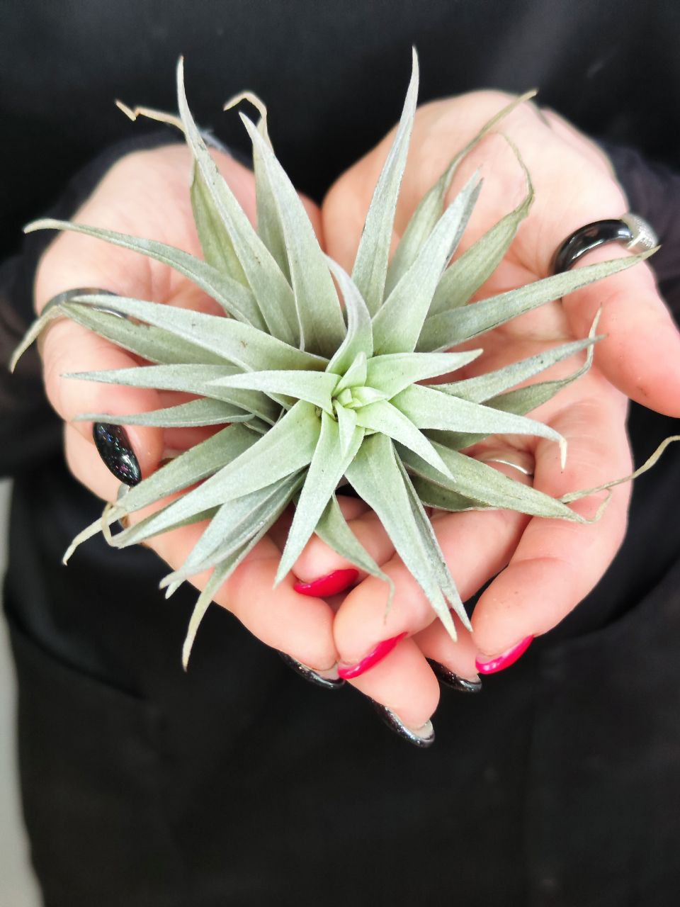 Тилландсия Капитата Пинч (Tillandsia Capitata Peach)