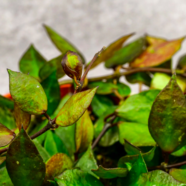 Хойя Крониана Блэк Ливс (Hoya Krohniana Black Leaves) D6см