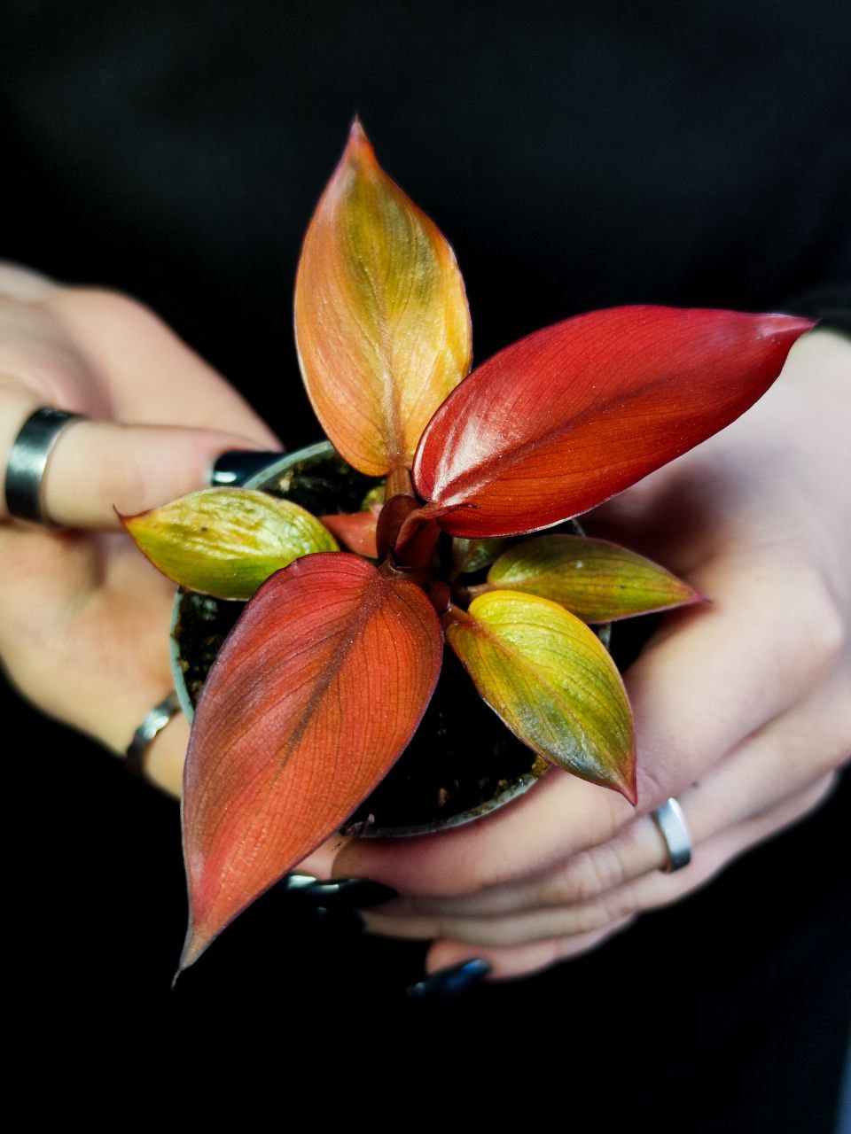 Филодендрон Ред Сан (Philodendron Red Sun) D6см