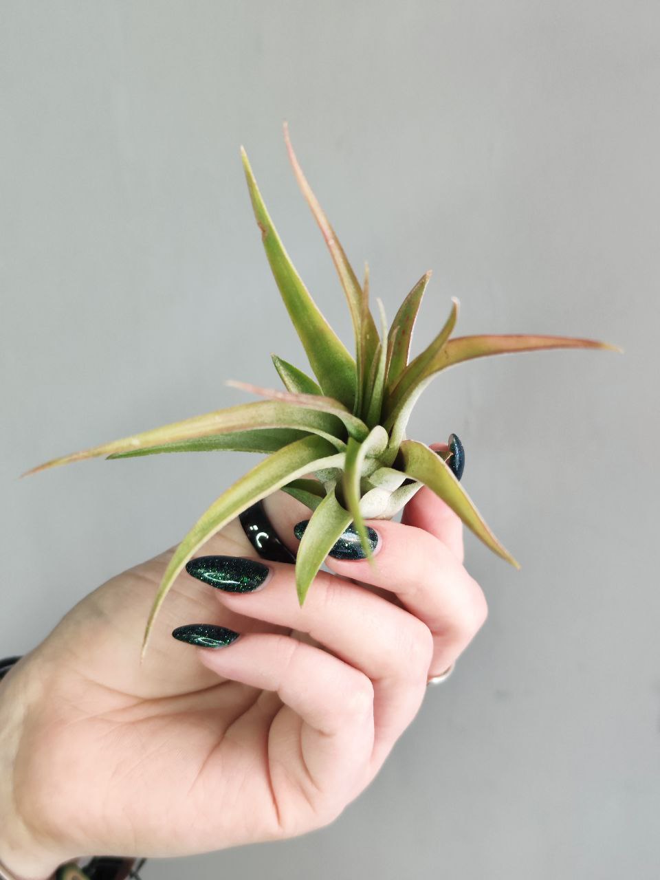 Тилландсия Мэджик Мини (Tillandsia Magic Mini)
