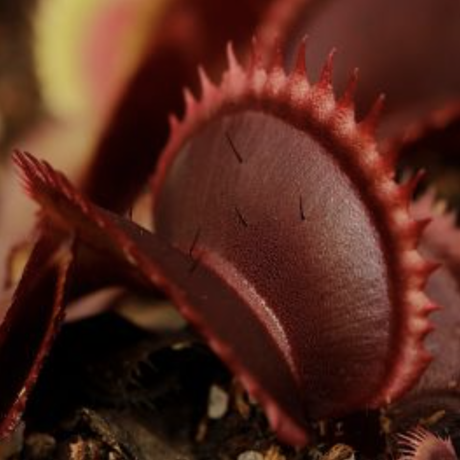 Венерина Мухоловка "Зубья Красной Акулы" (Dionaea Muscipula "Red Shark Teeth") D6см