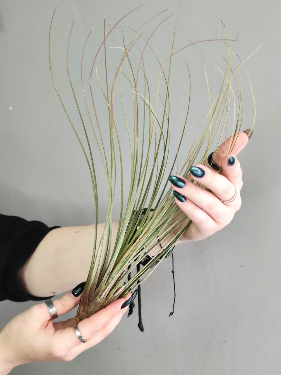 Тилландсия Ситниковая (Tillandsia Juncea)
