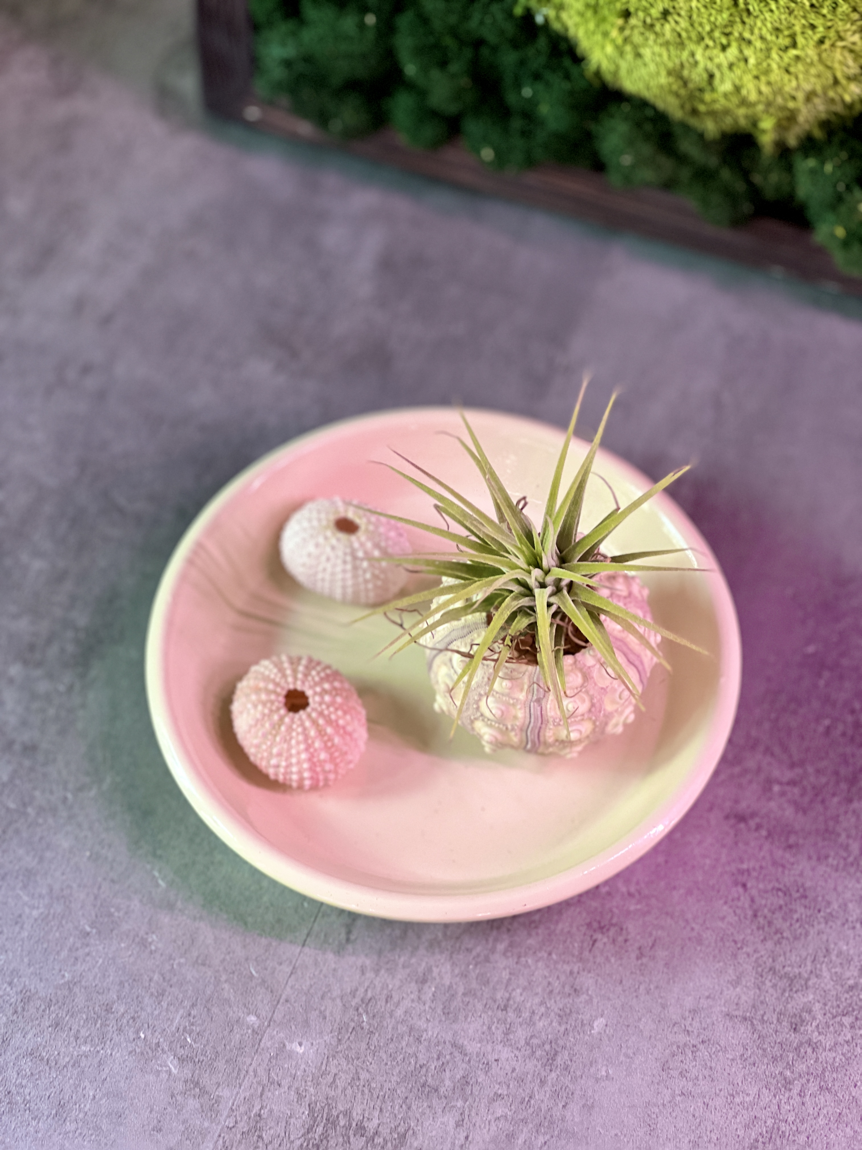 Тилландсия Ионанта Зеленая (Tillandsia Ionantha Green)