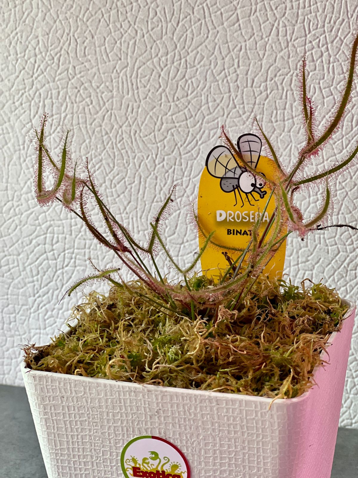 Росянка Бината (Drosera Binata) пересаженная 12см