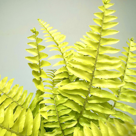Нефролепис Блонд (Nephrolepis Blonde) D12см