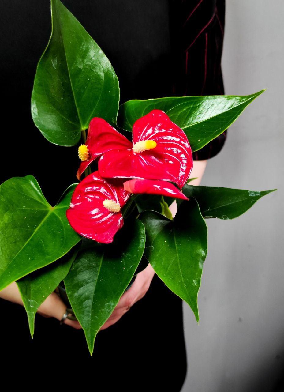 Антуриум Андре Красный (Anthurium Аndraeanum Red) D9см