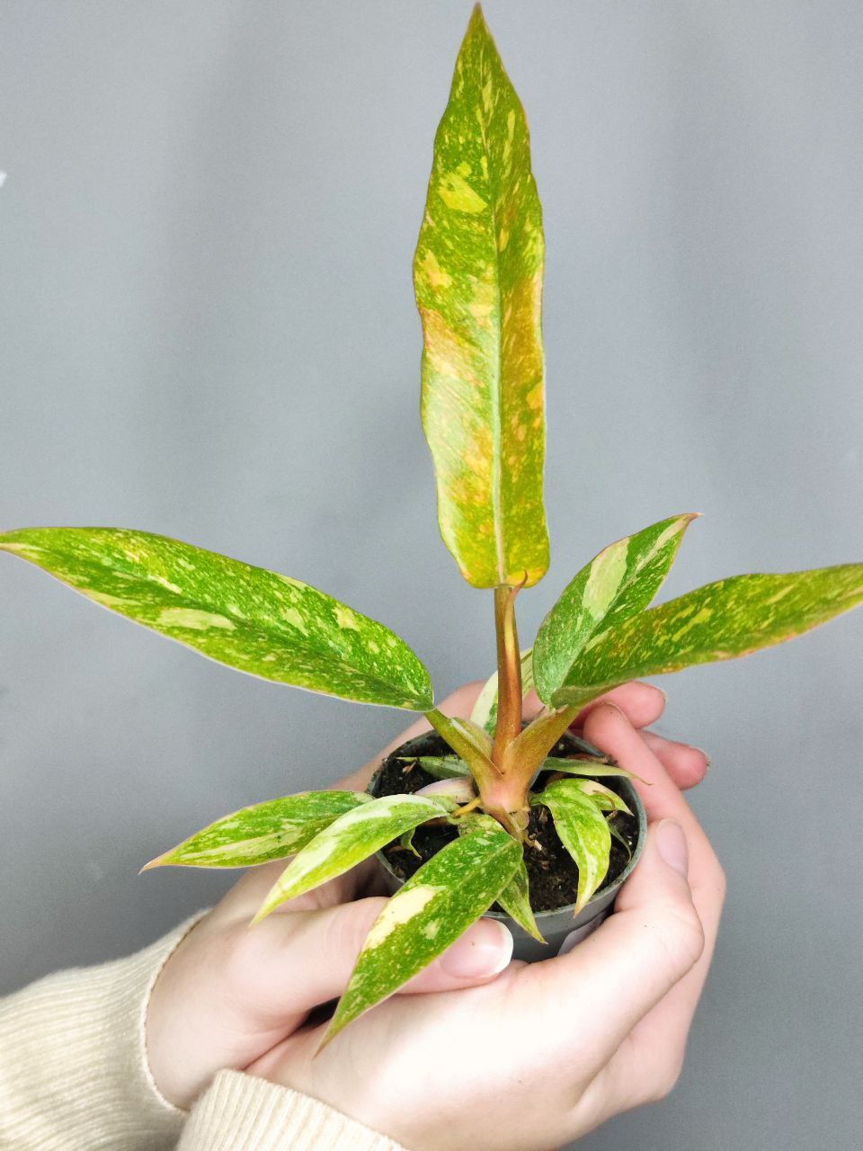 Филодендрон Вариегатный Нэрроу Эскейп Ринг Оф Файер (Philodendron Narrow Ring of Fire) D6см