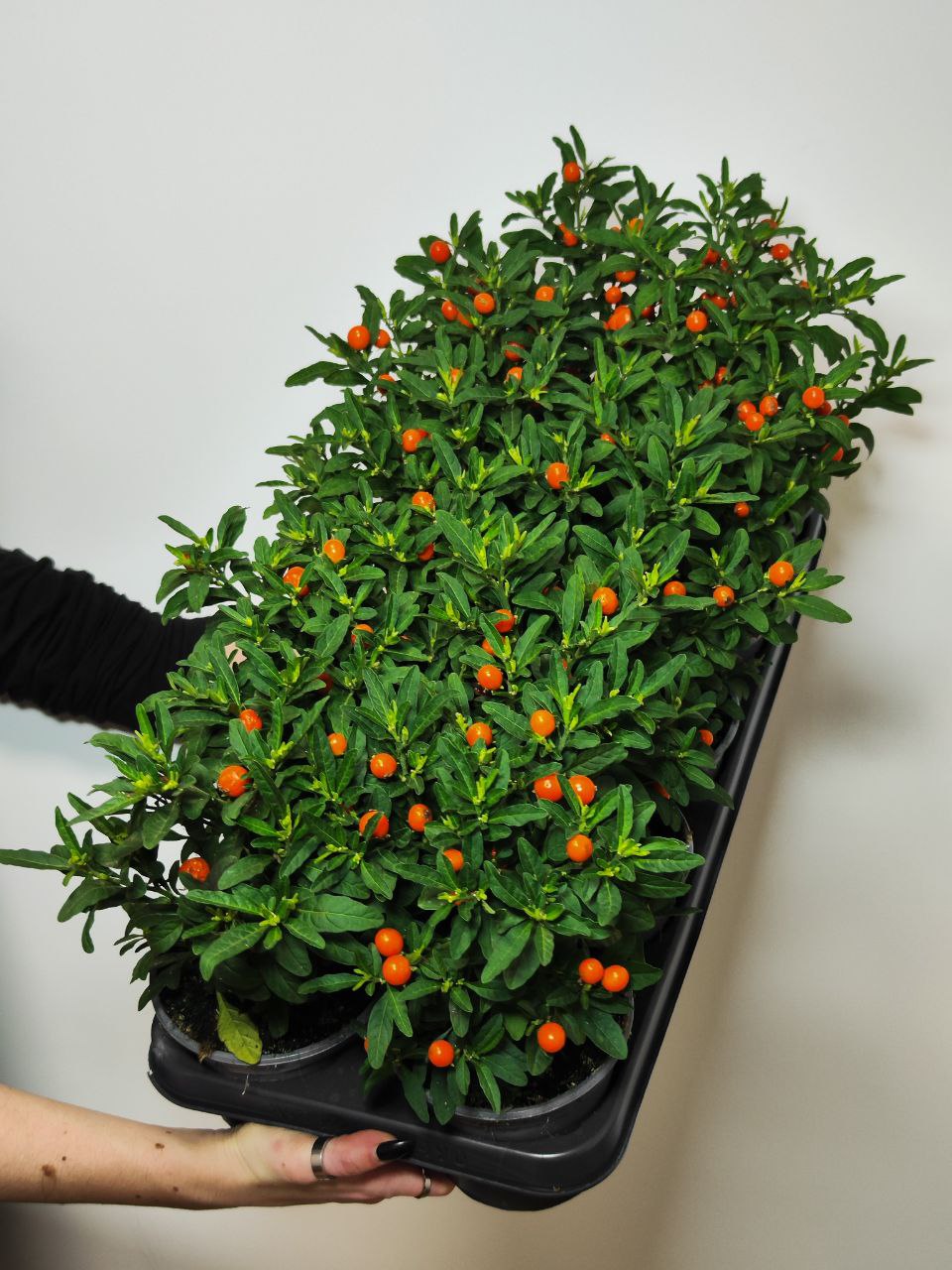 Паслён Ложноперечный, или Солянум Псевдокапсикум (Solanum Pseudocapsicum) D12см