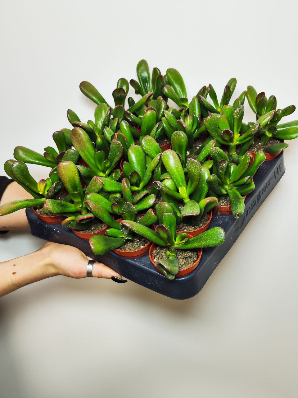 Крассула Хоббит (Crassula Ovata Hobbit) D5см