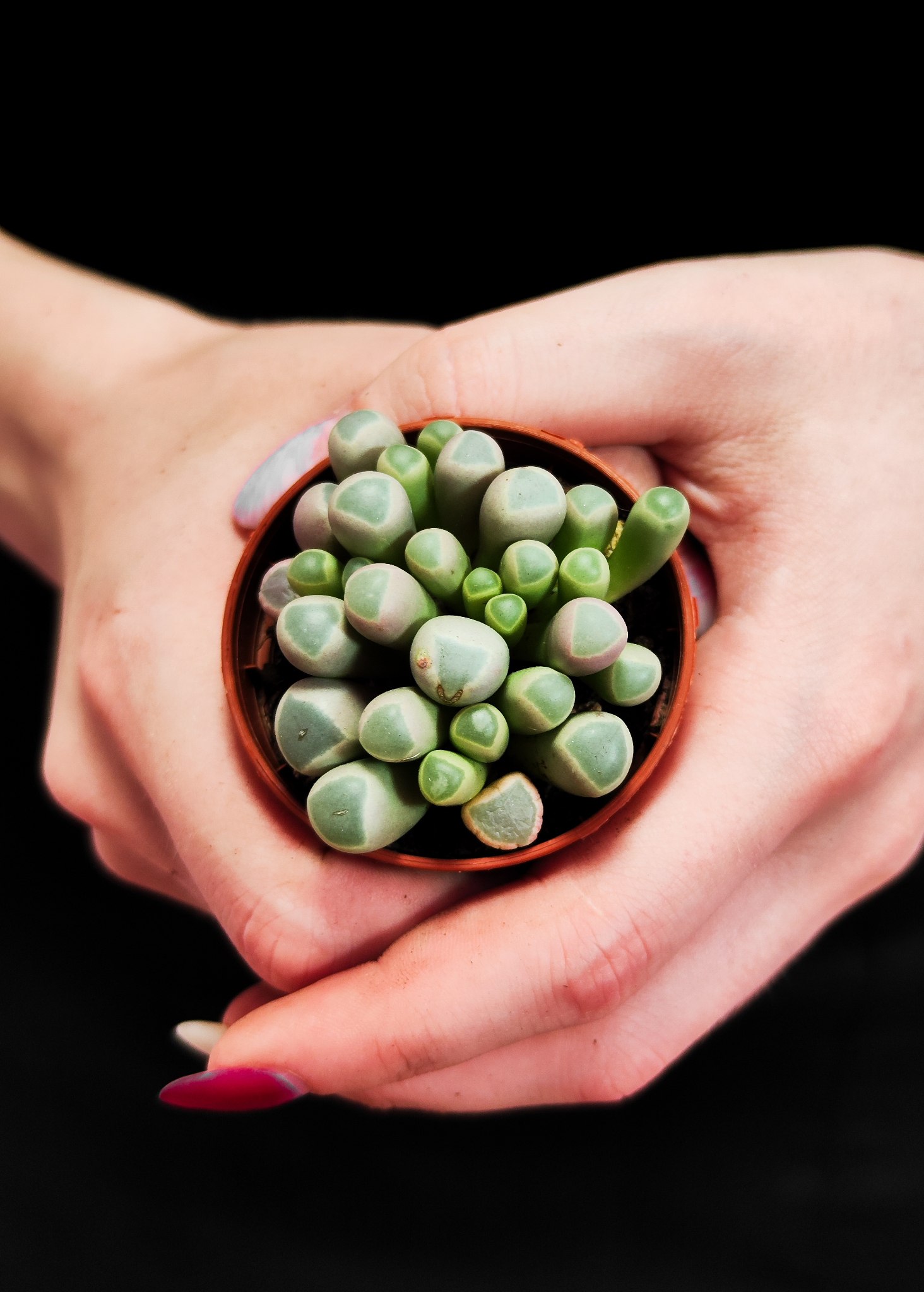 Литопсы Фенестрария Аурантика (Fenestraria Aurantiaca) D5см