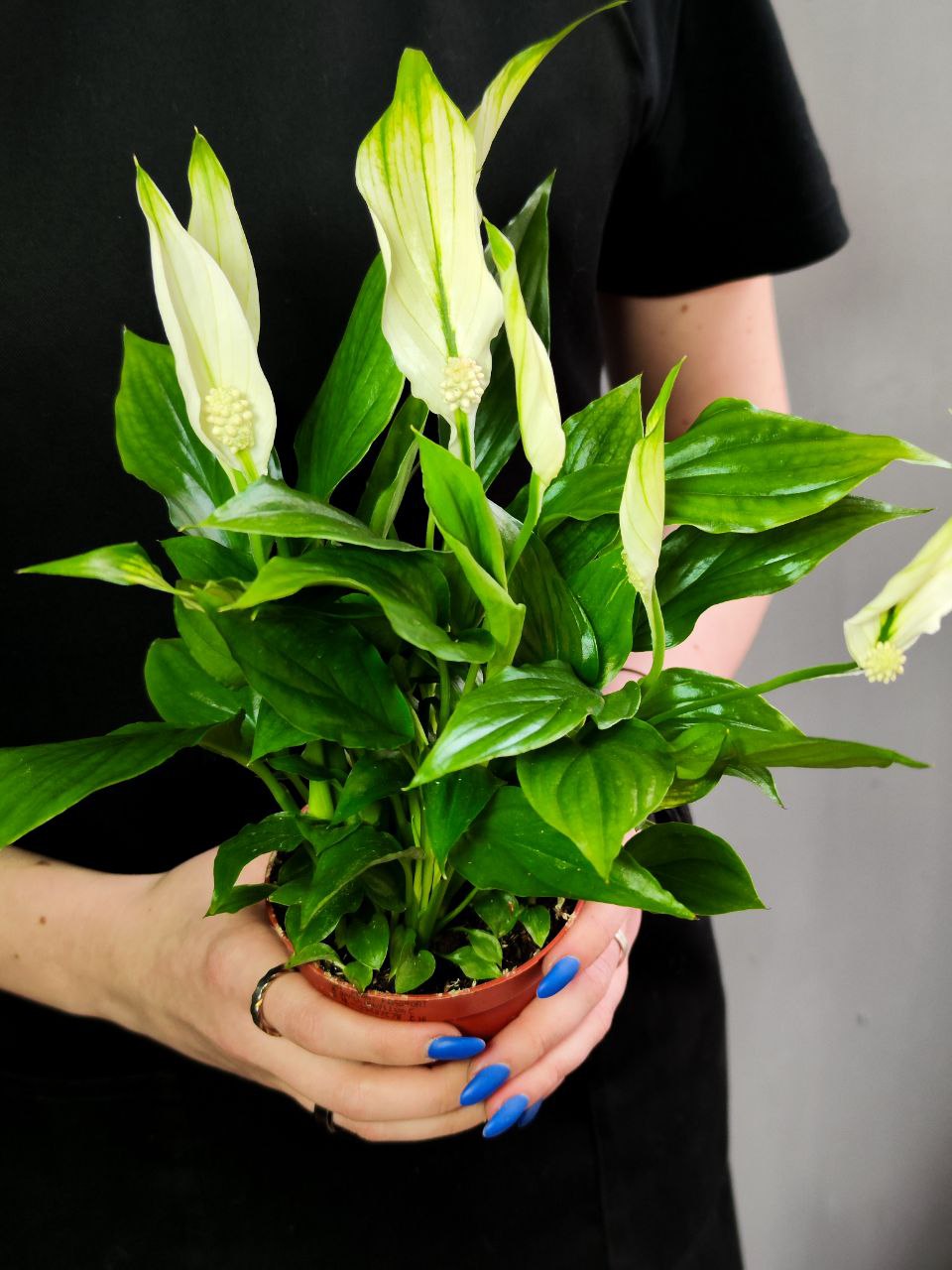 Спатифиллум Шопен (Spathiphyllum Chopin) D9см