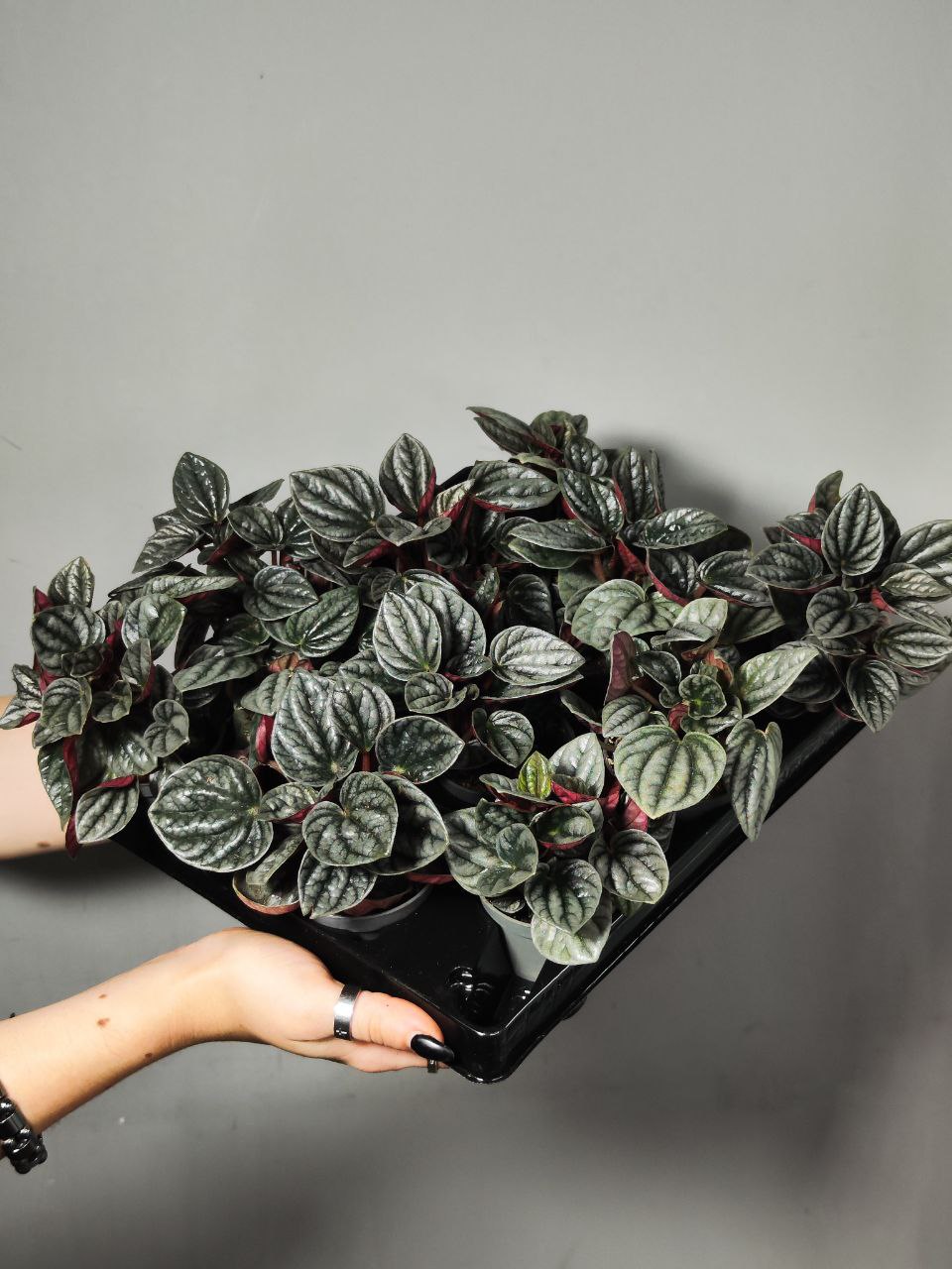 Пеперомия Каперата Каракас (Peperomia Caracas) D5см
