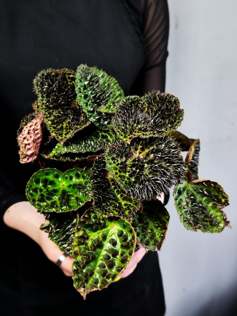 Бегония Ферокс, или Бегония Тролль (Begonia Ferox Troll) D12см