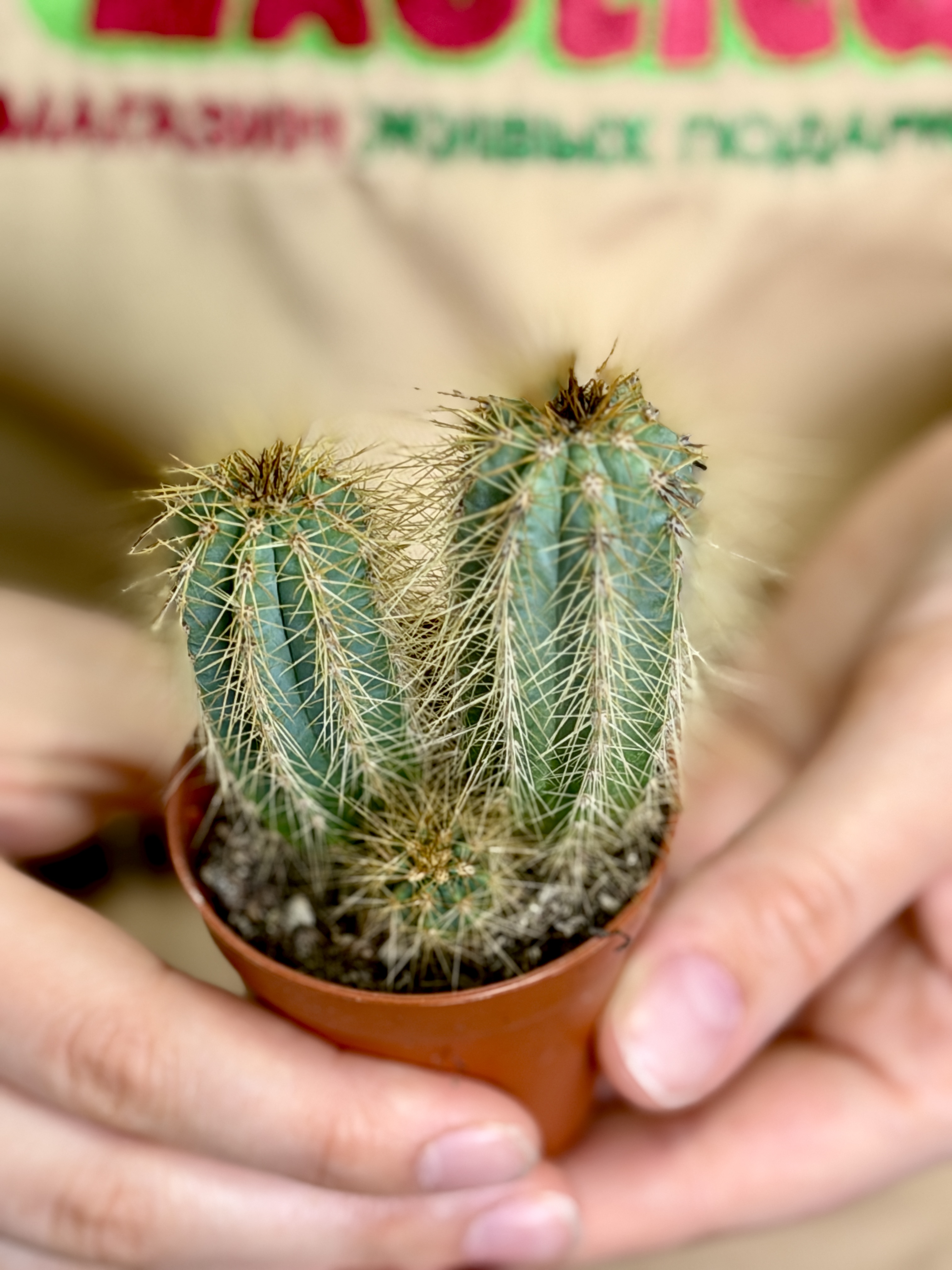 Кактус Пилозоцереус Пахикладус (Pilosocereus Pachycladus) D5см
