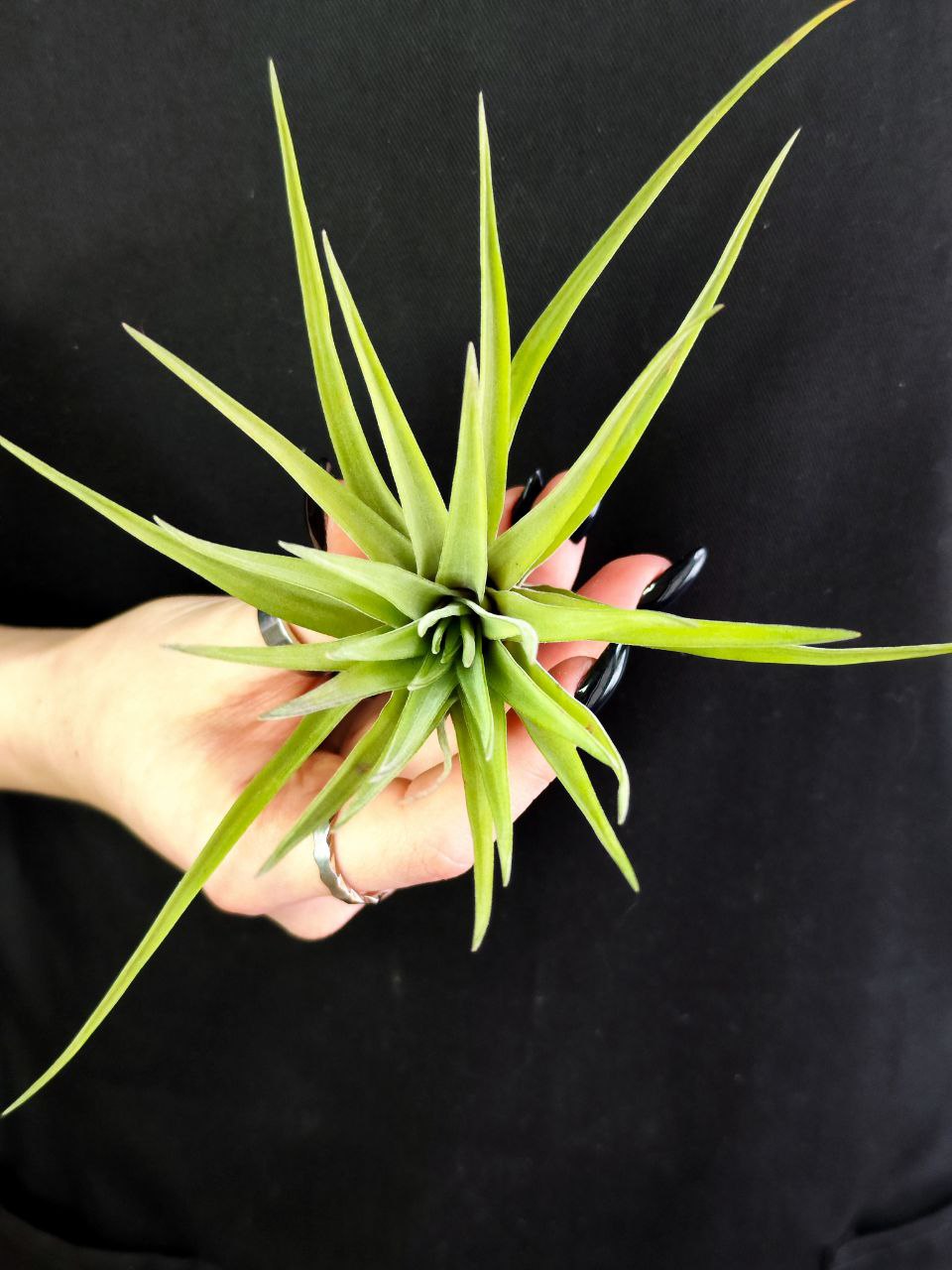 Тилландсия Велютина (Tillandsia Velutina)