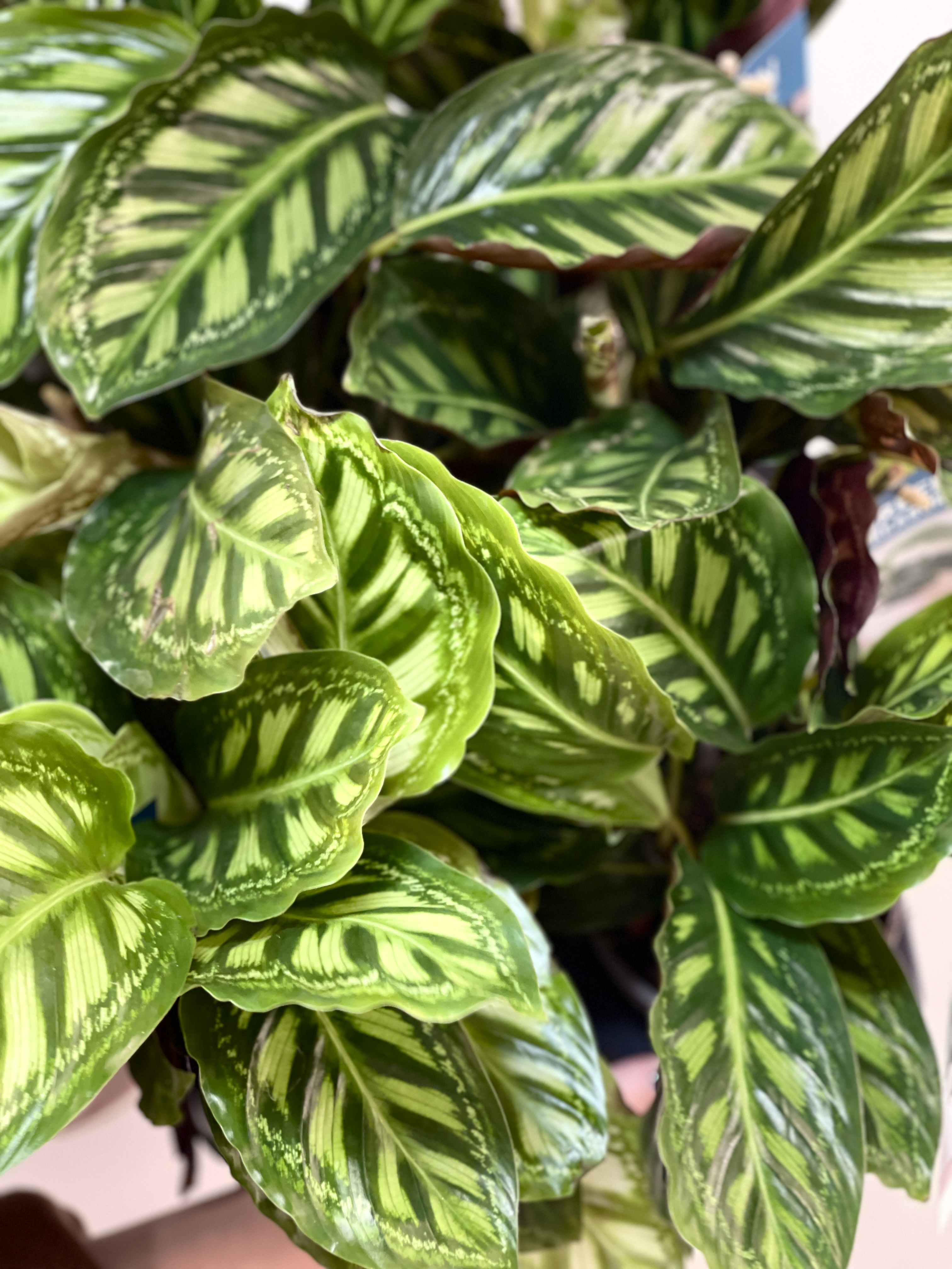 Калатея Флеймстар (Calathea Flamestar) D12см