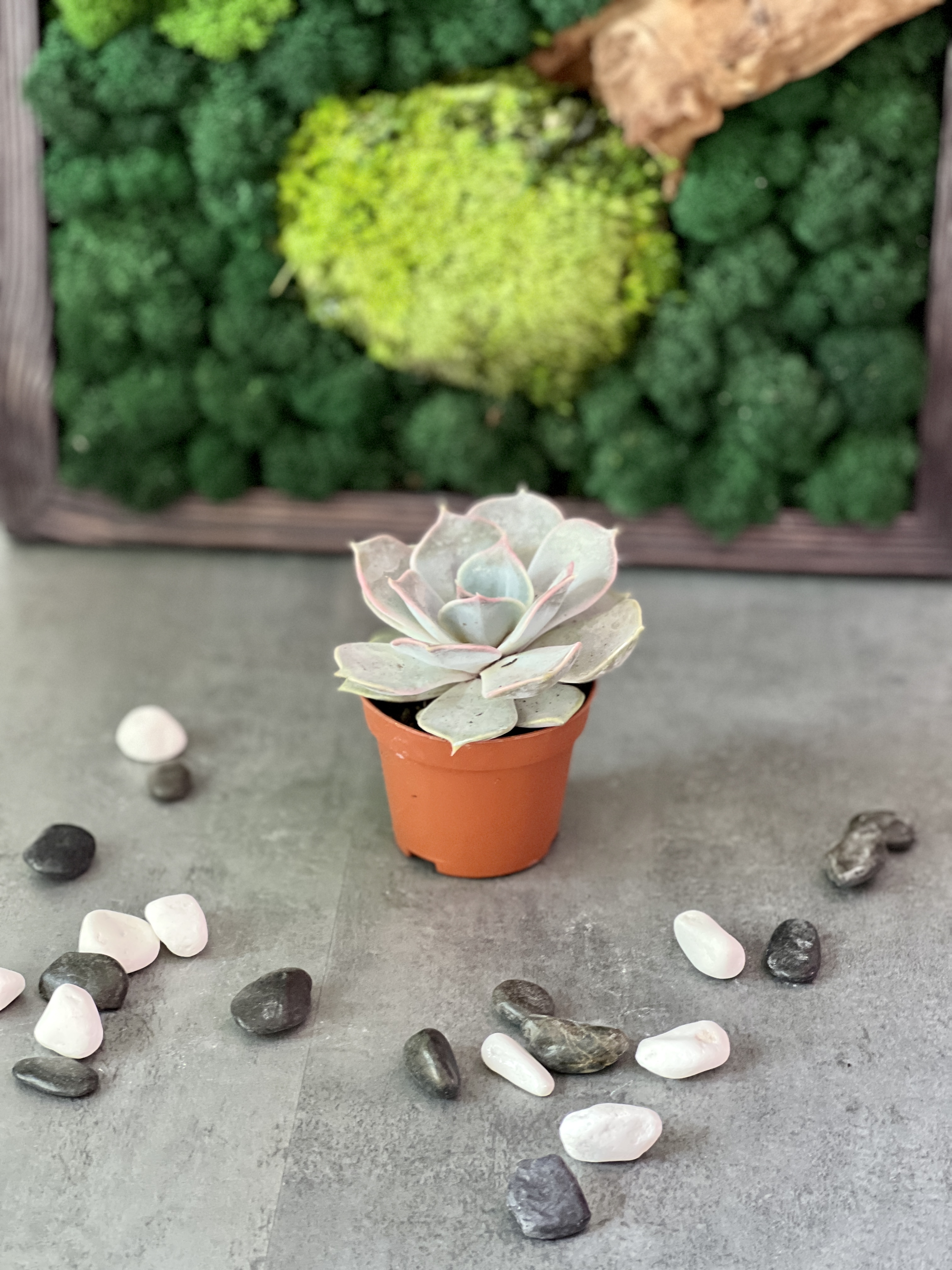 Эхеверия Лиловая, Лилацина (Echeveria Lilacina) D5см