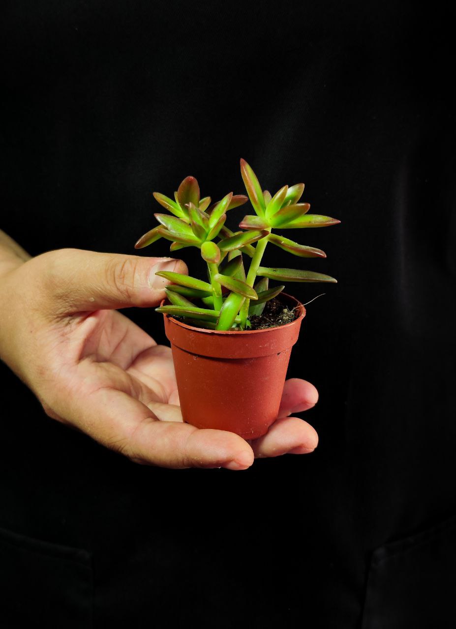 Седум Адольфа Груп (Sedum Adolphii Group) D5см