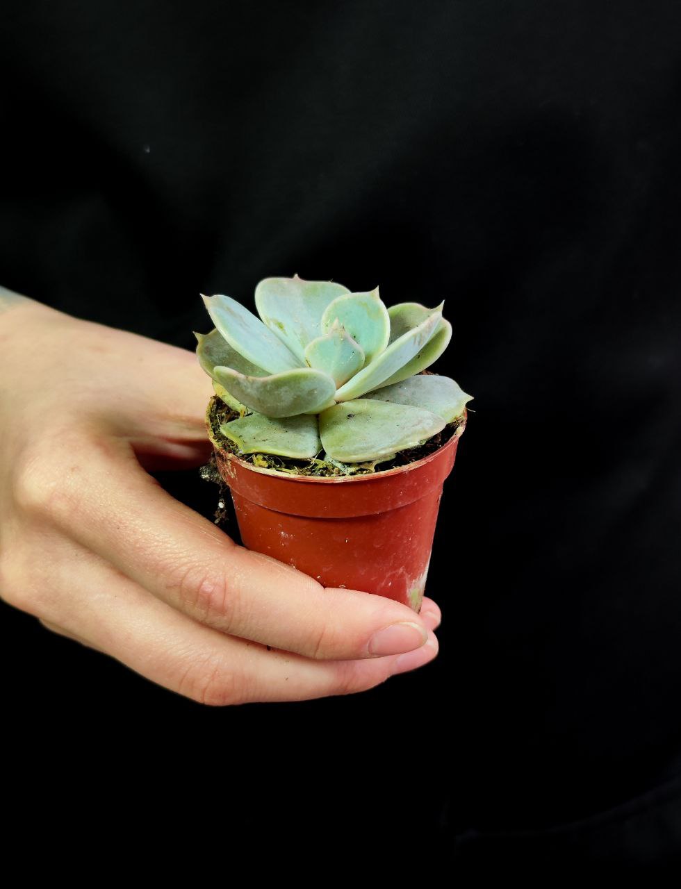 Эхеверия Лиловая, Лилацина (Echeveria Lilacina) D5см