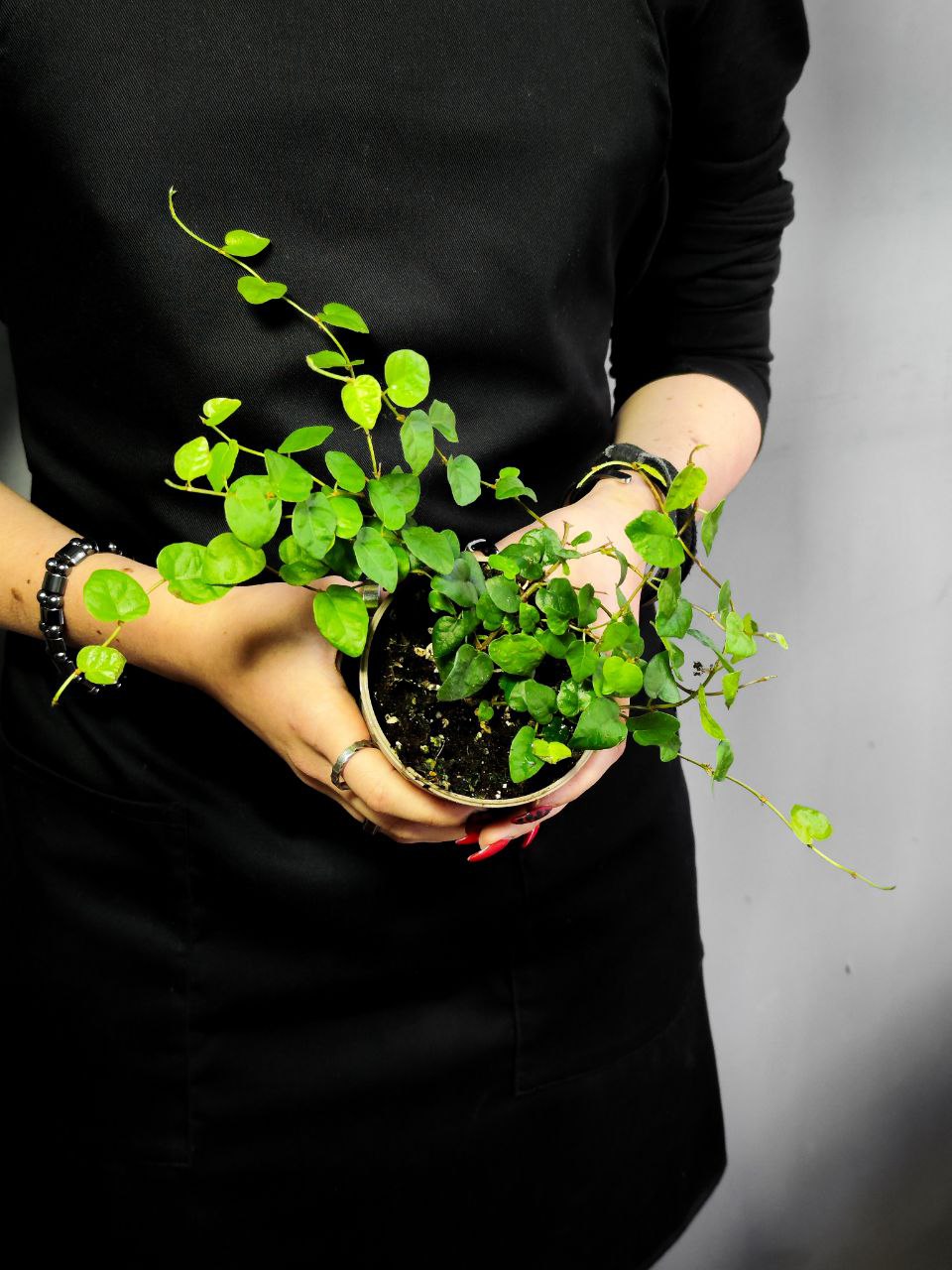 Фикус «Пумила Грин Санни» (Ficus Pumila Green Sunny) D9см