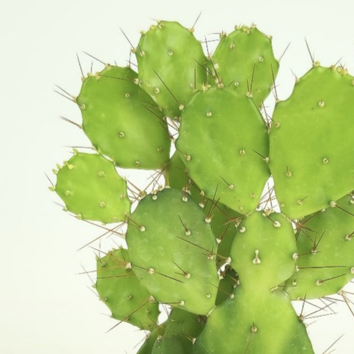 Опунция Бразильская (Opuntia Brasiliensis) D6см